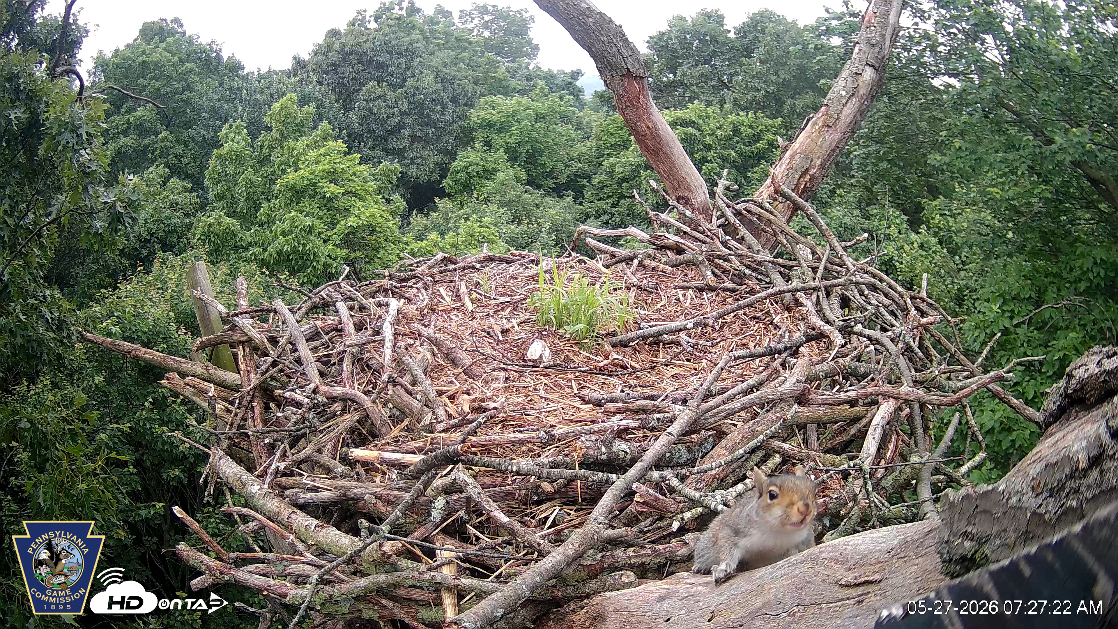 Snapshot of Hanover Eagles Live Cam taken May 27, 2026, 7:27am EDT