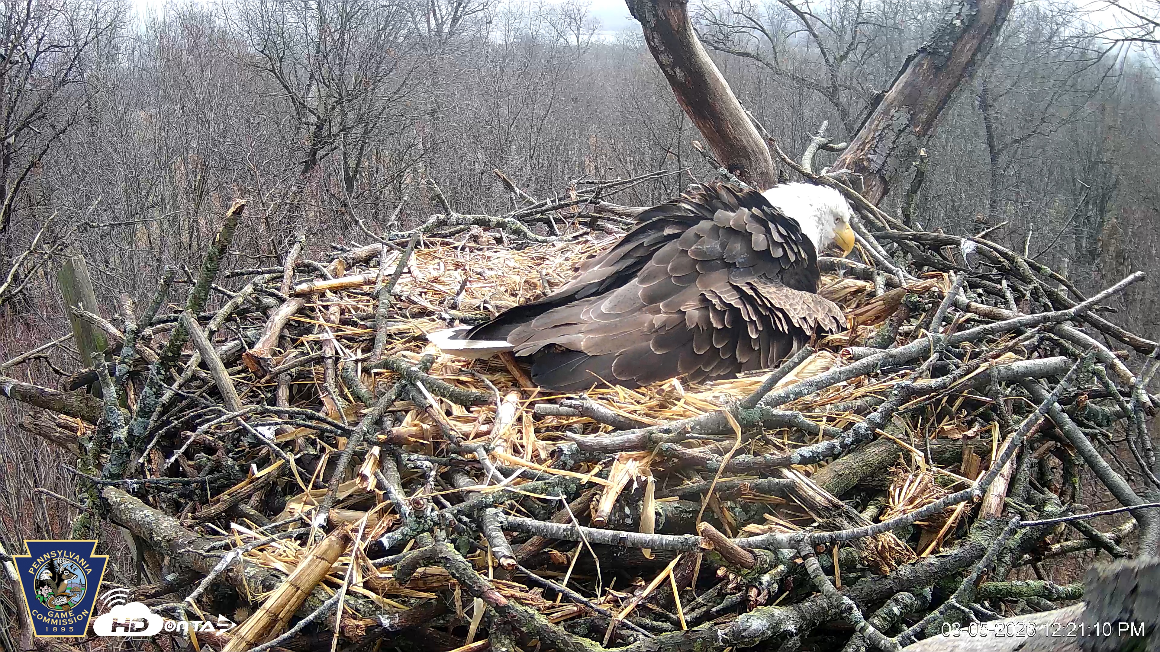 Snapshot of Hanover Eagles Live Cam taken Mar 5, 2026, 12:21pm EST