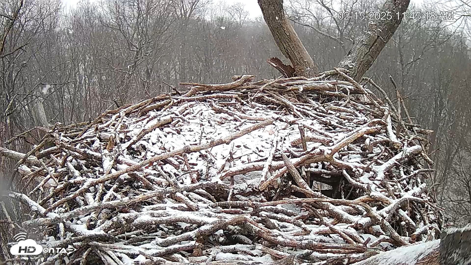 Snapshot of Hanover Eagles Live Cam taken Feb 15, 2025, 11:44am EST