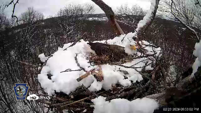 Snapshot of Hanover Eagles Live Cam taken Feb 23, 2026, 5:33pm EST
