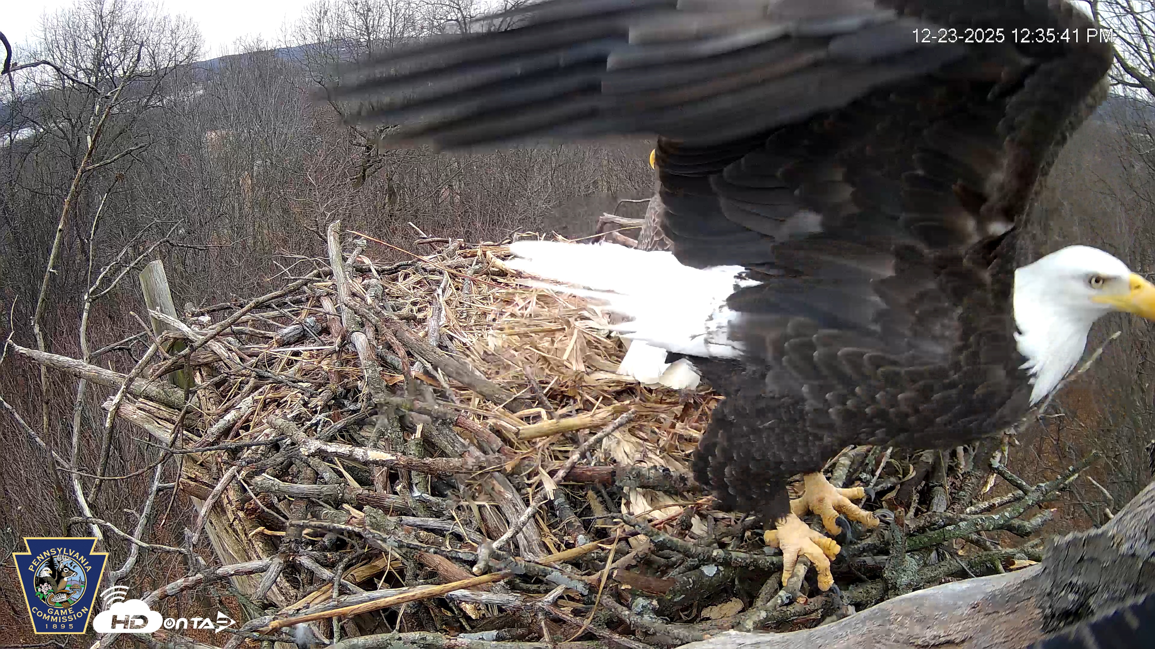 Snapshot of Hanover Eagles Live Cam taken Dec 23, 2025, 12:35pm EST