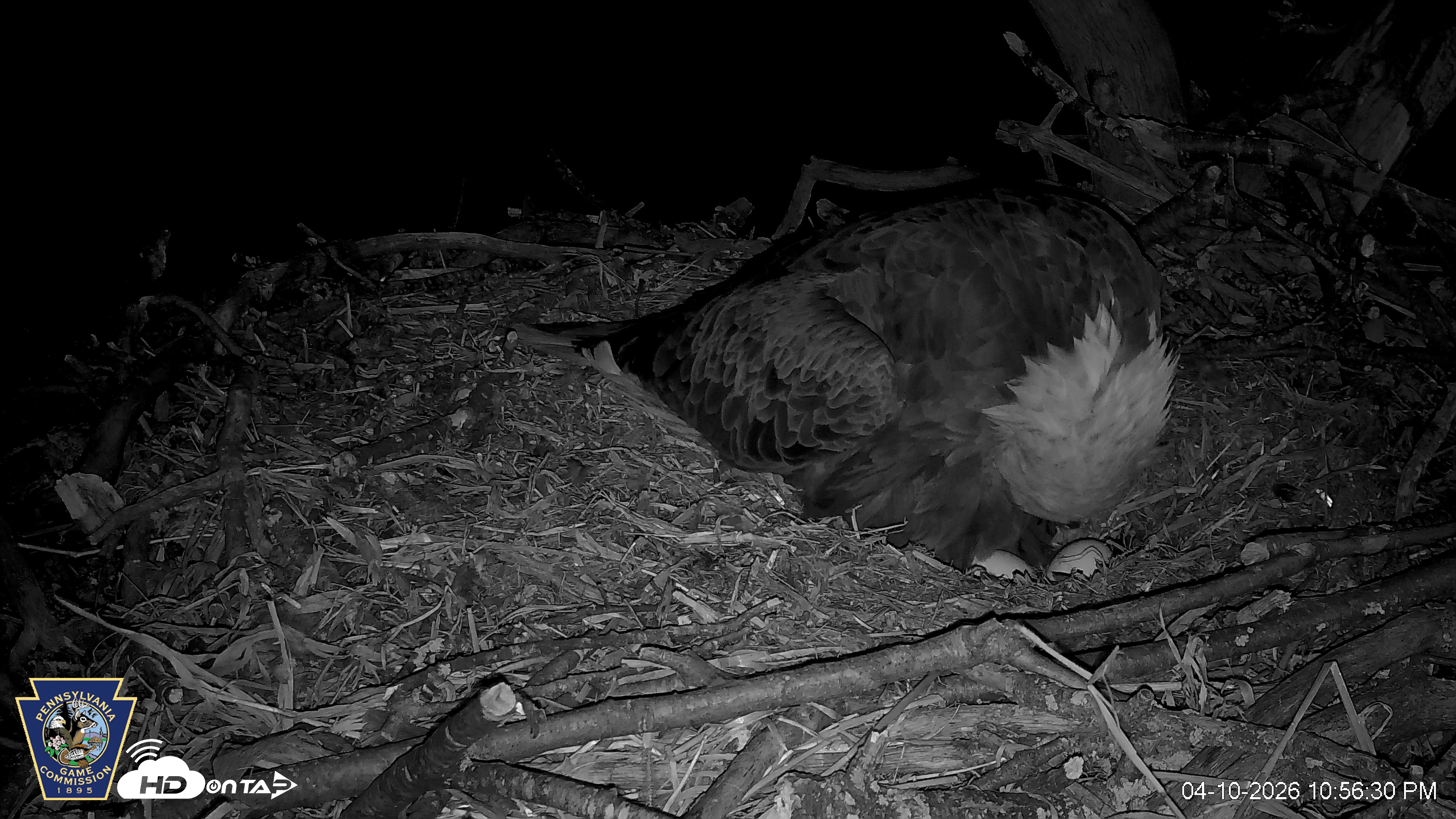 Snapshot of Hanover Eagles Live Cam taken Apr 10, 2026, 10:56pm EDT