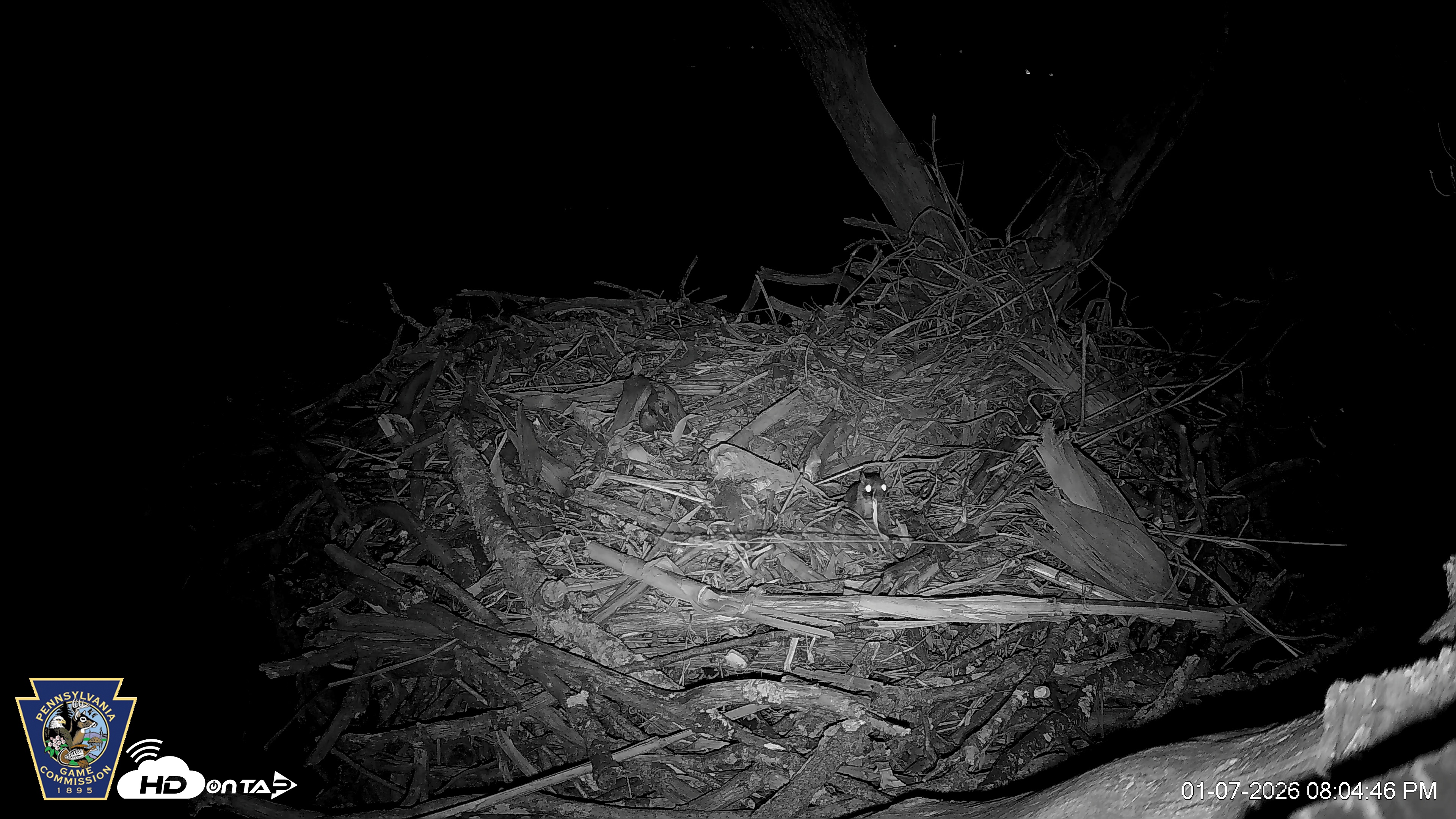 Snapshot of Hanover Eagles Live Cam taken Jan 7, 2026, 8:05pm EST