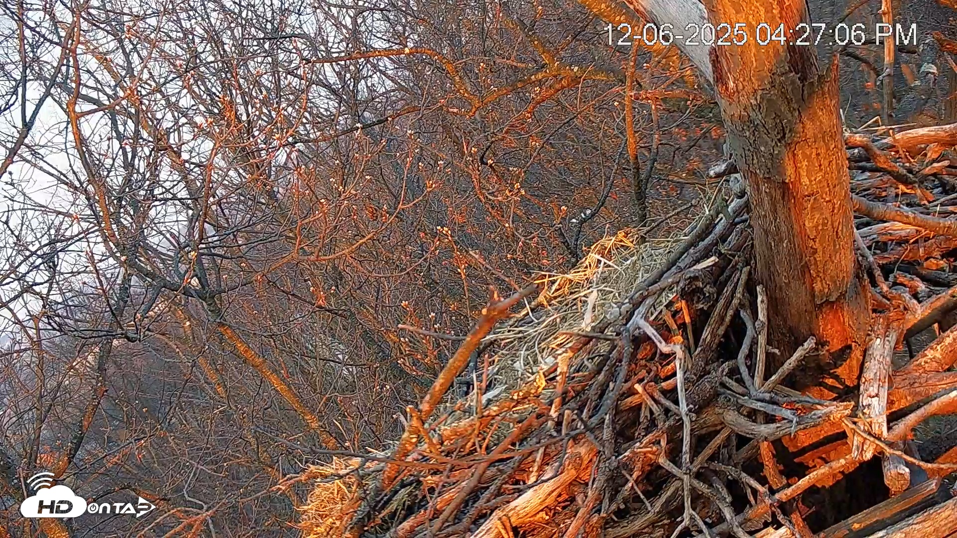 Snapshot of Hanover Eagles Live Cam taken Dec 6, 2025, 4:27pm EST