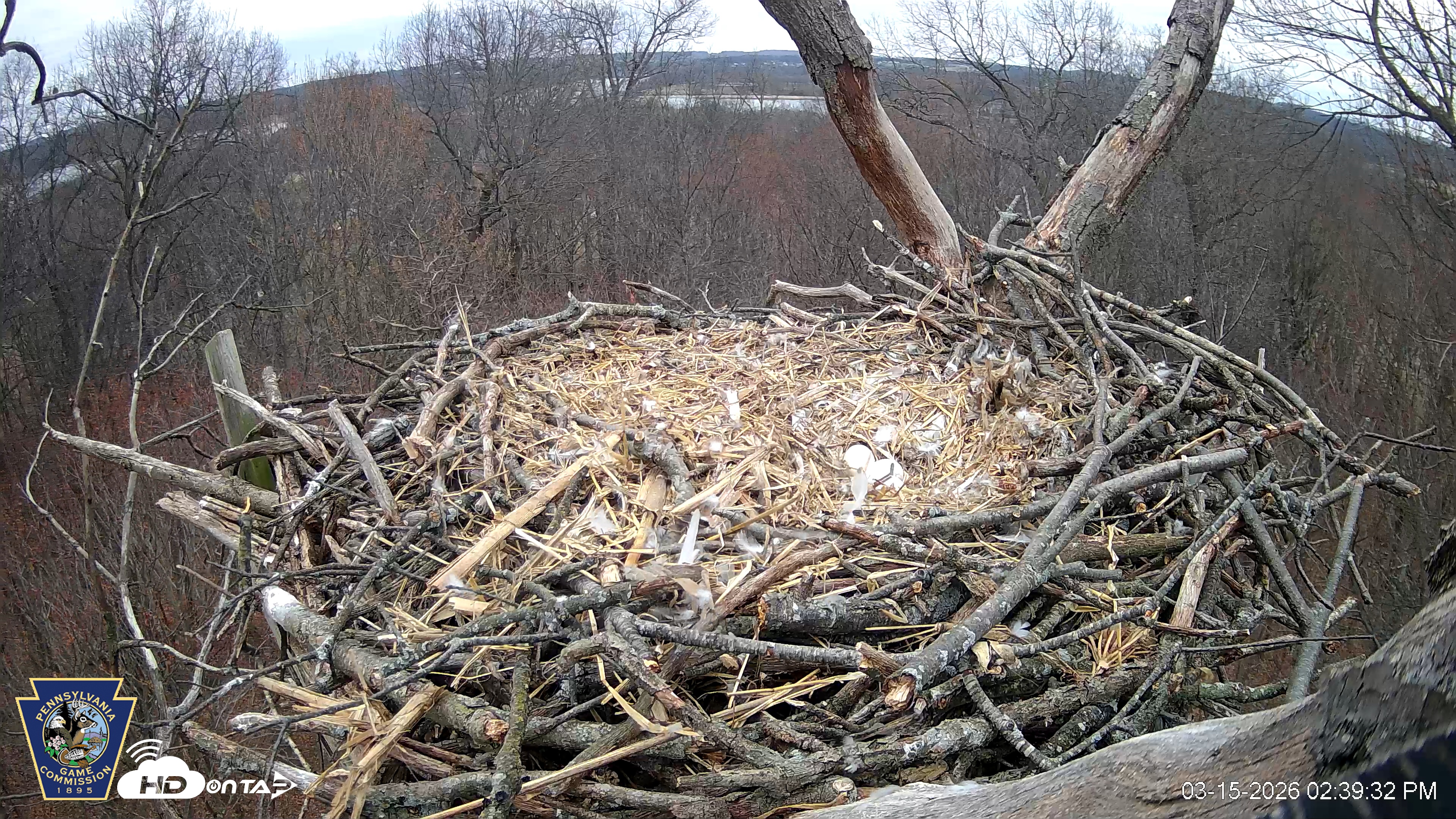 Snapshot of Hanover Eagles Live Cam taken Mar 15, 2026, 2:39pm EDT