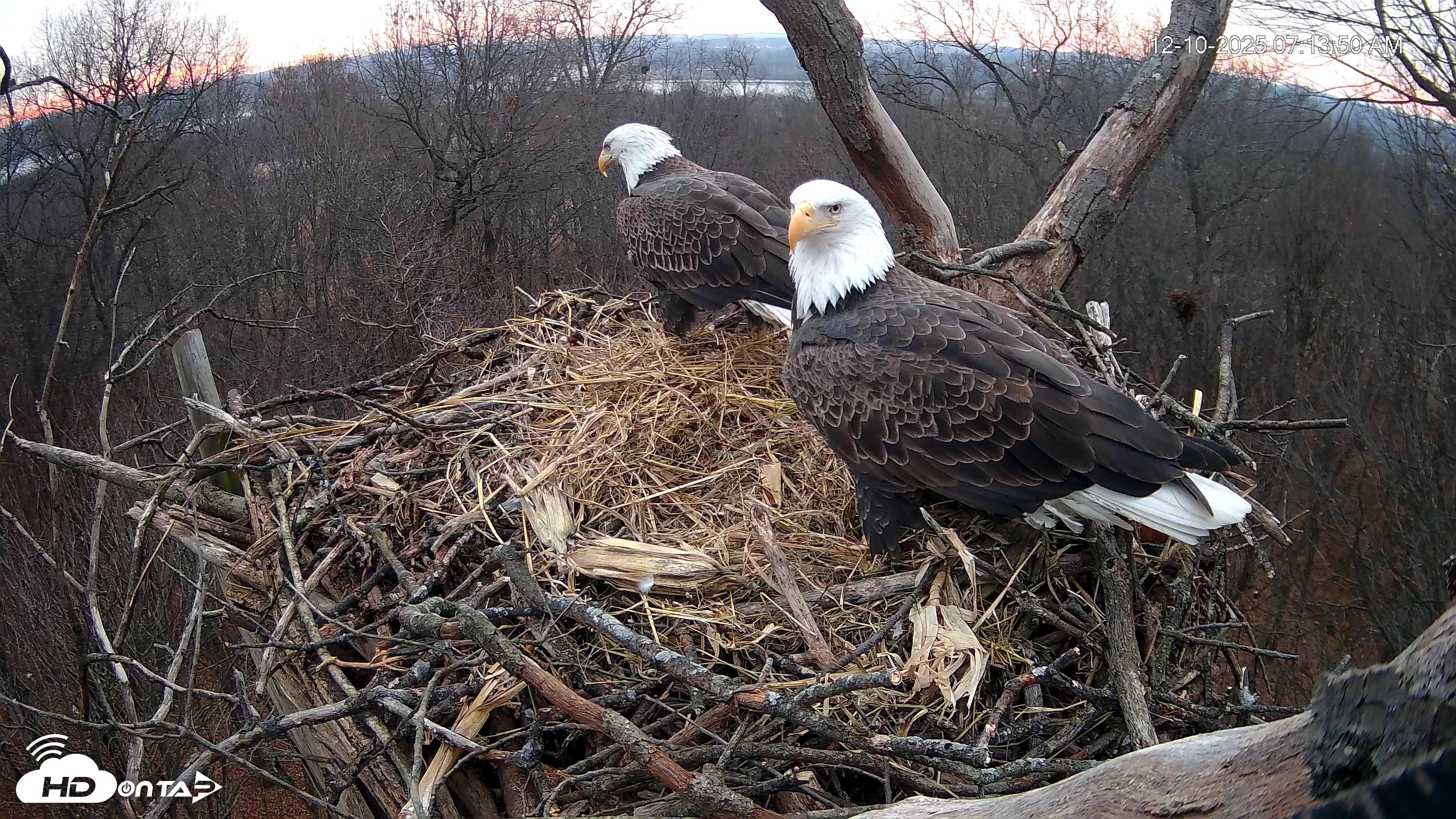 Snapshot of Hanover Eagles Live Cam taken Dec 10, 2025, 7:14am EST