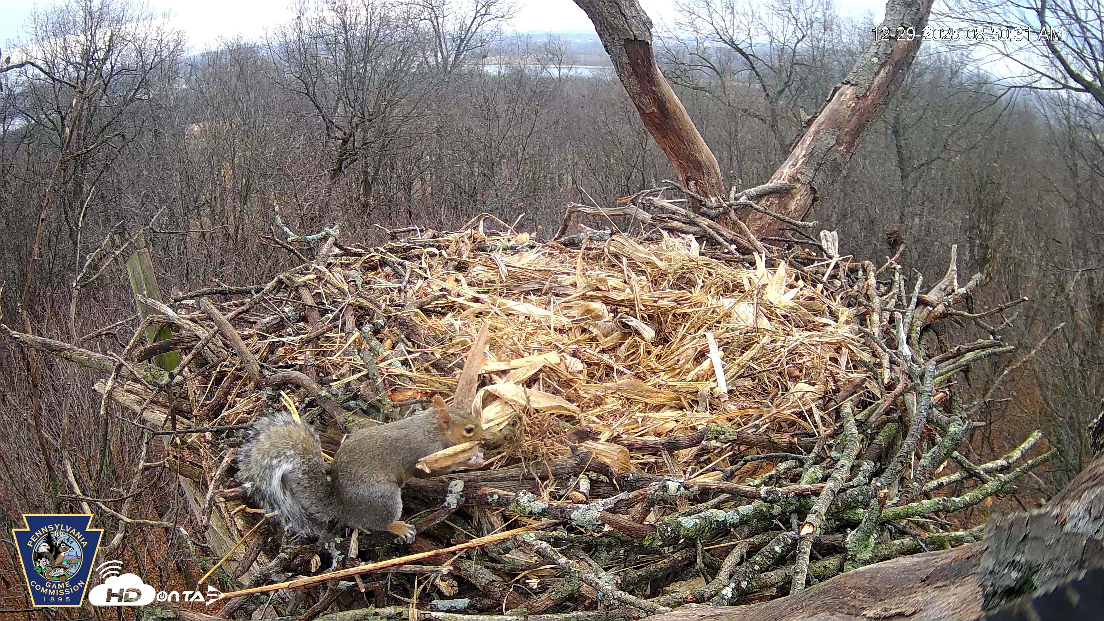 Snapshot of Hanover Eagles Live Cam taken Dec 29, 2025, 8:51am EST