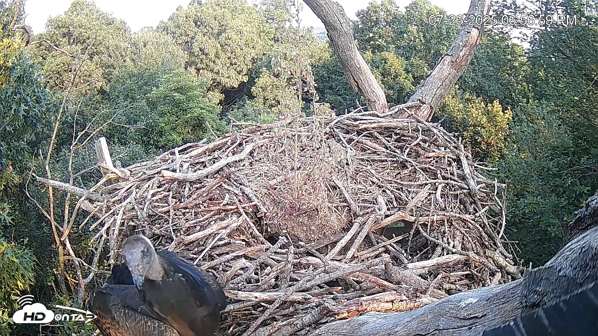 Snapshot of Hanover Eagles Live Cam taken Jul 26, 2025, 6:56pm EDT