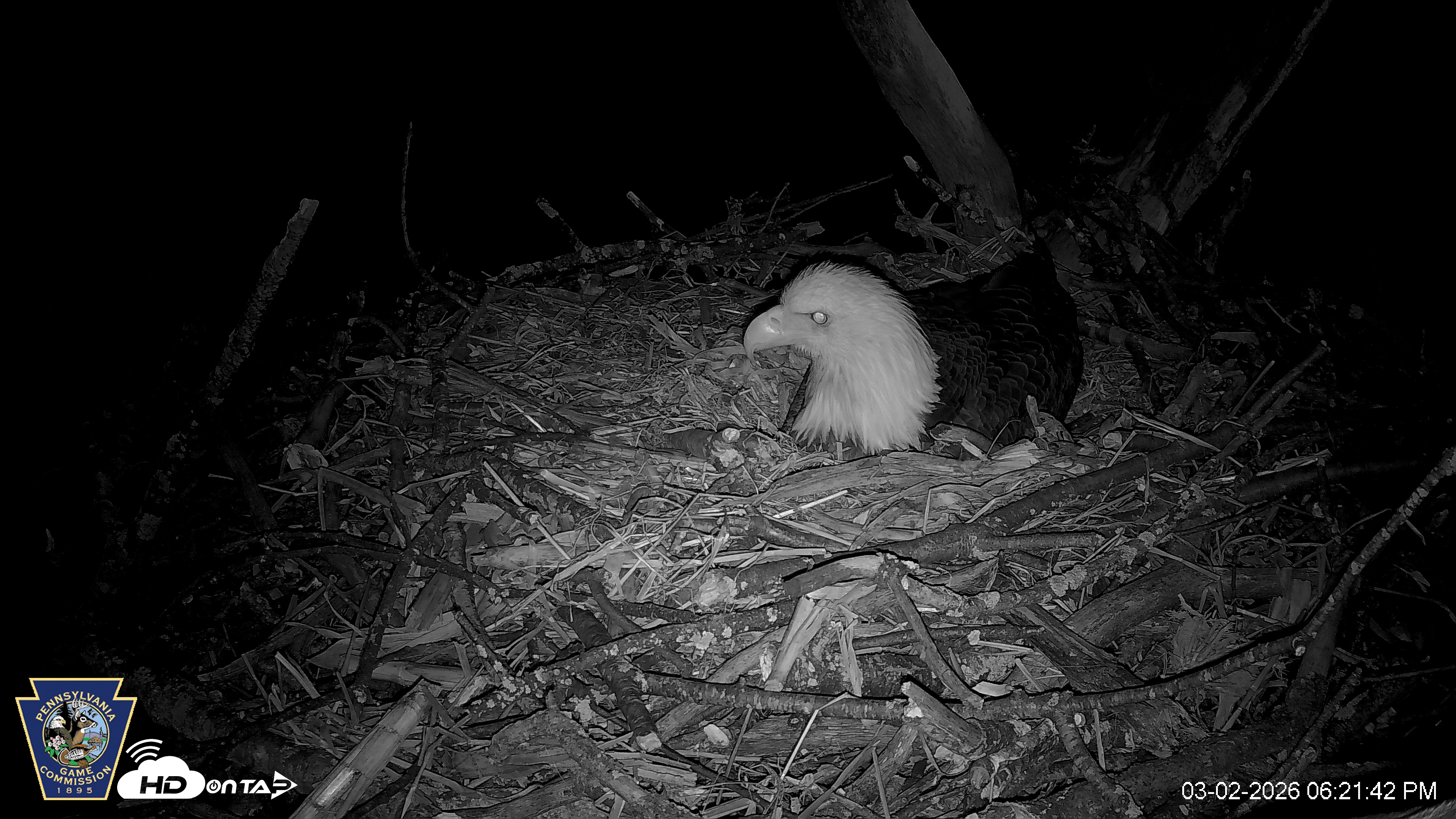 Snapshot of Hanover Eagles Live Cam taken Mar 2, 2026, 6:22pm EST