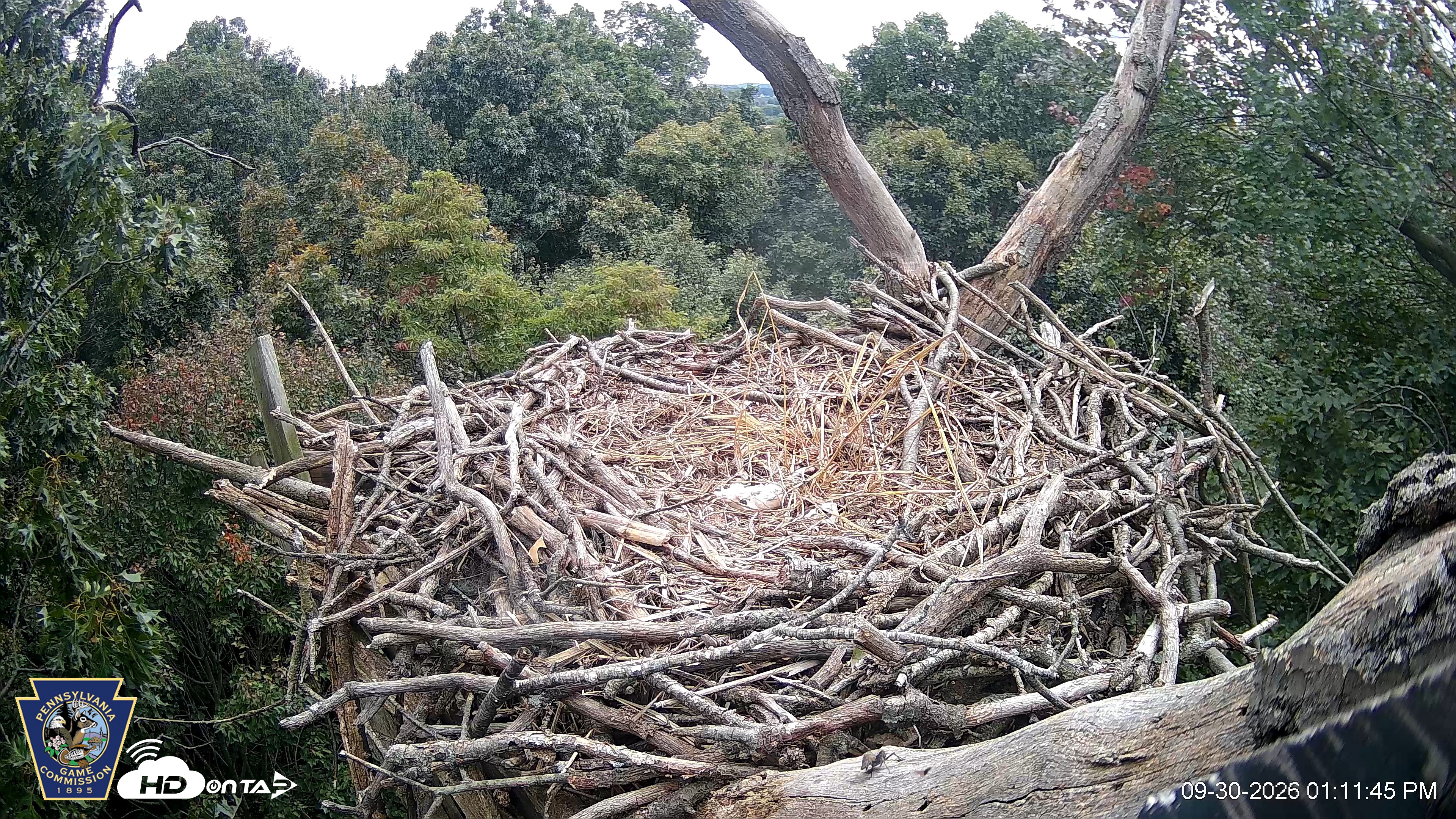 Snapshot of Hanover Eagles Live Cam taken Sep 30, 2026, 1:11pm EDT