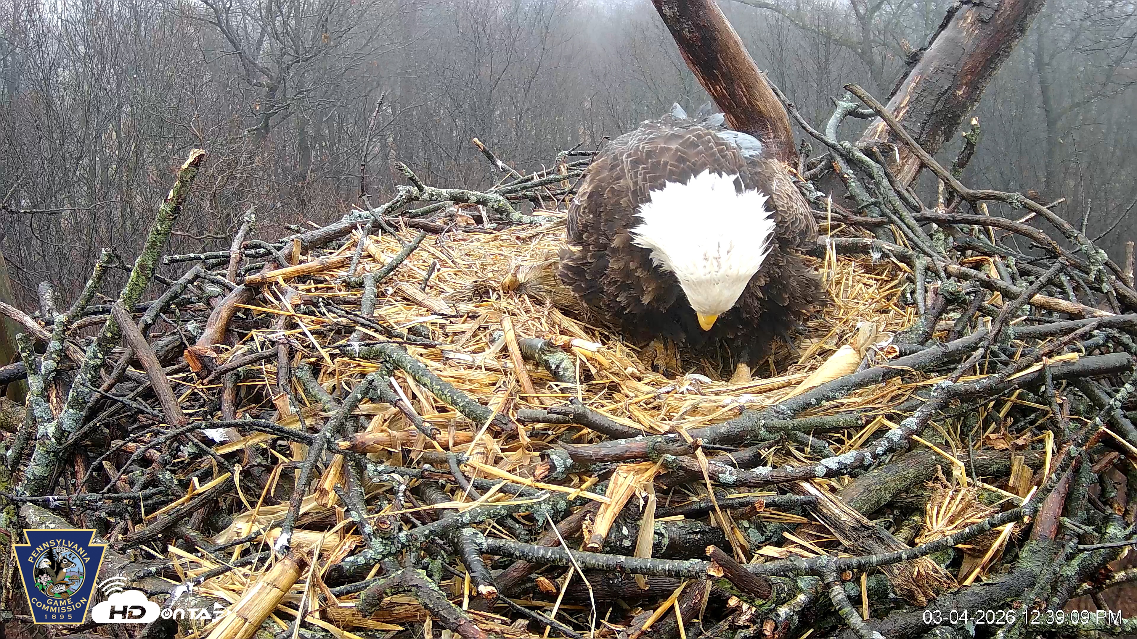 Snapshot of Hanover Eagles Live Cam taken Mar 4, 2026, 12:41pm EST