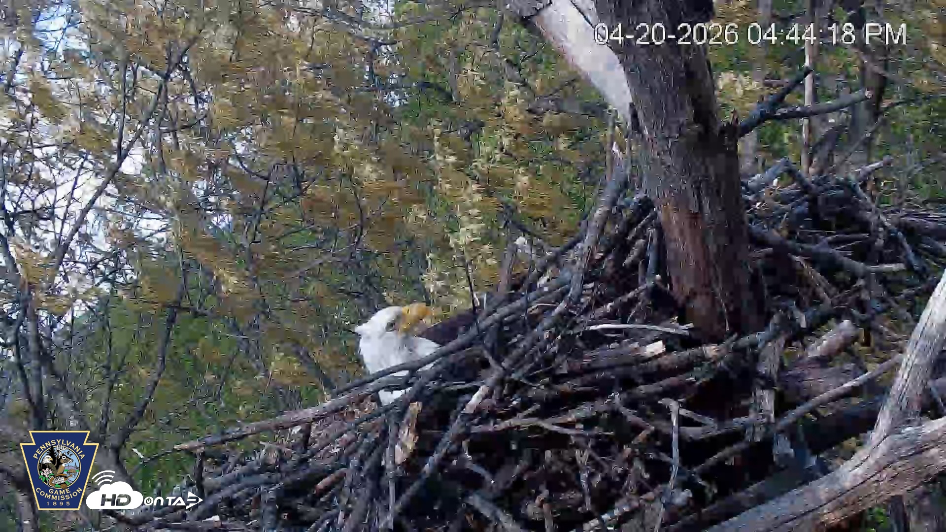 Snapshot of Hanover Eagles Live Cam taken Apr 20, 2026, 4:45pm EDT