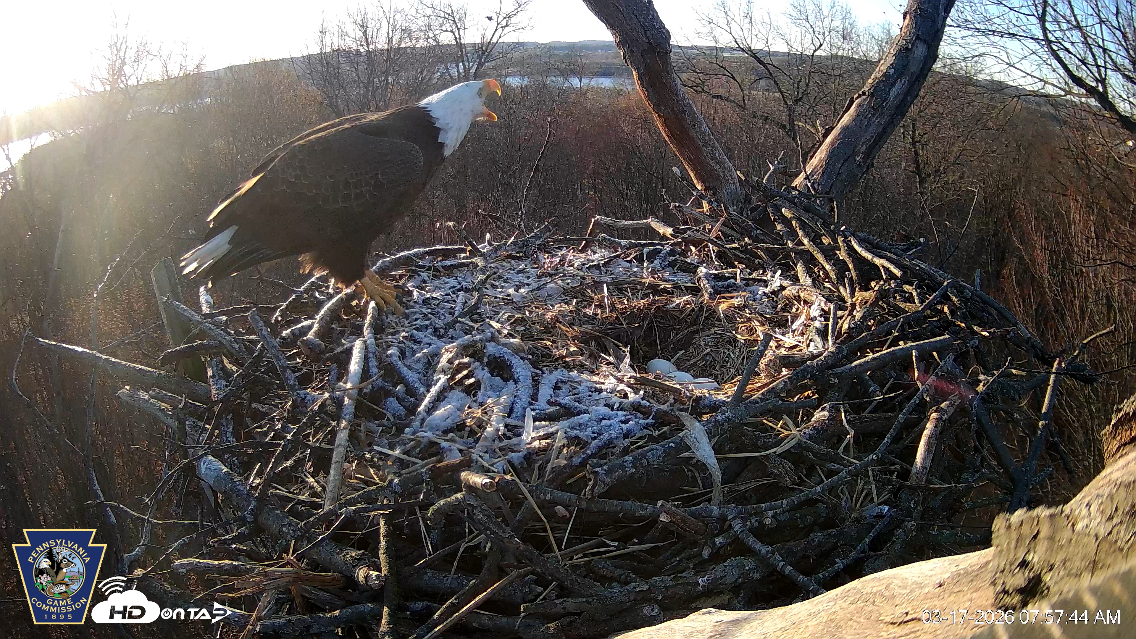Snapshot of Hanover Eagles Live Cam taken Mar 17, 2026, 7:57am EDT