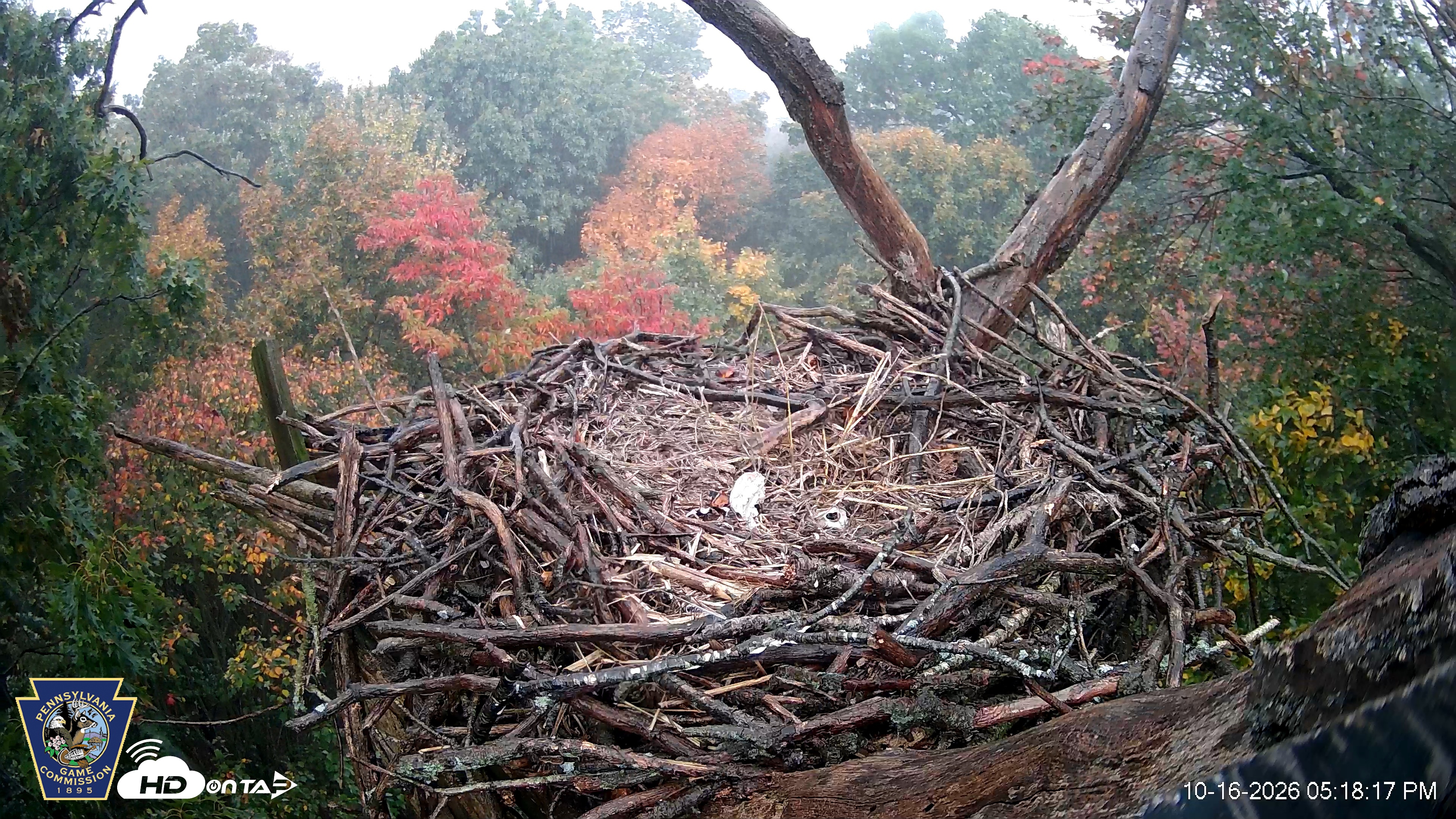 Snapshot of Hanover Eagles Live Cam taken Oct 16, 2026, 5:19pm EDT