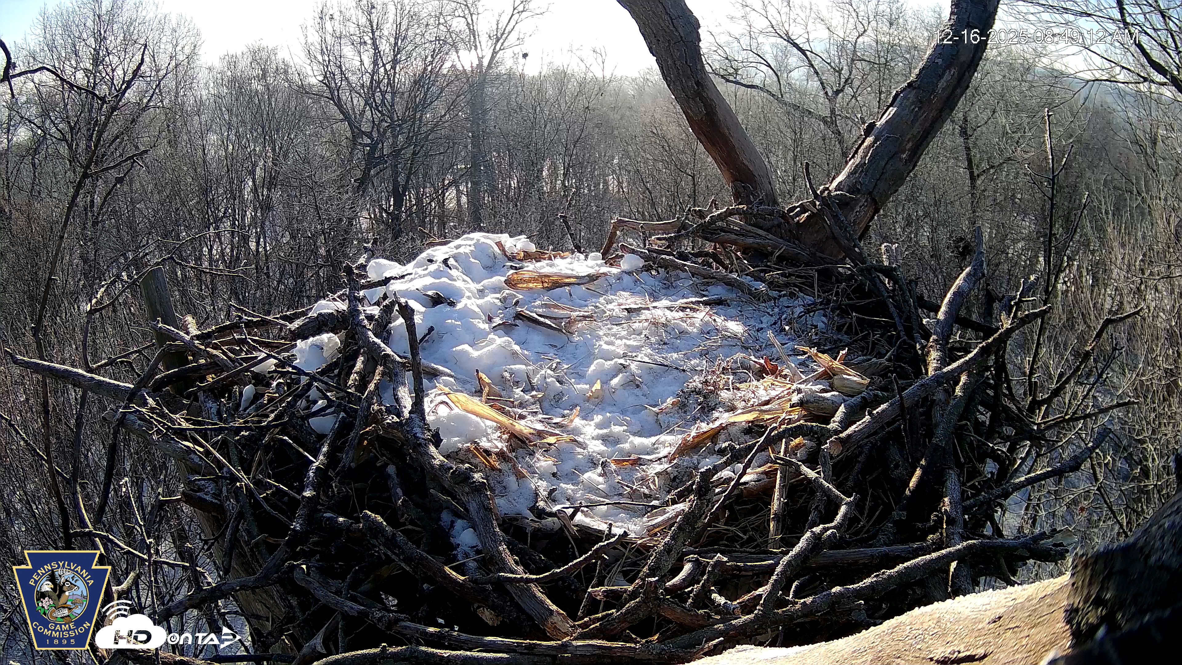 Snapshot of Hanover Eagles Live Cam taken Dec 16, 2025, 8:49am EST