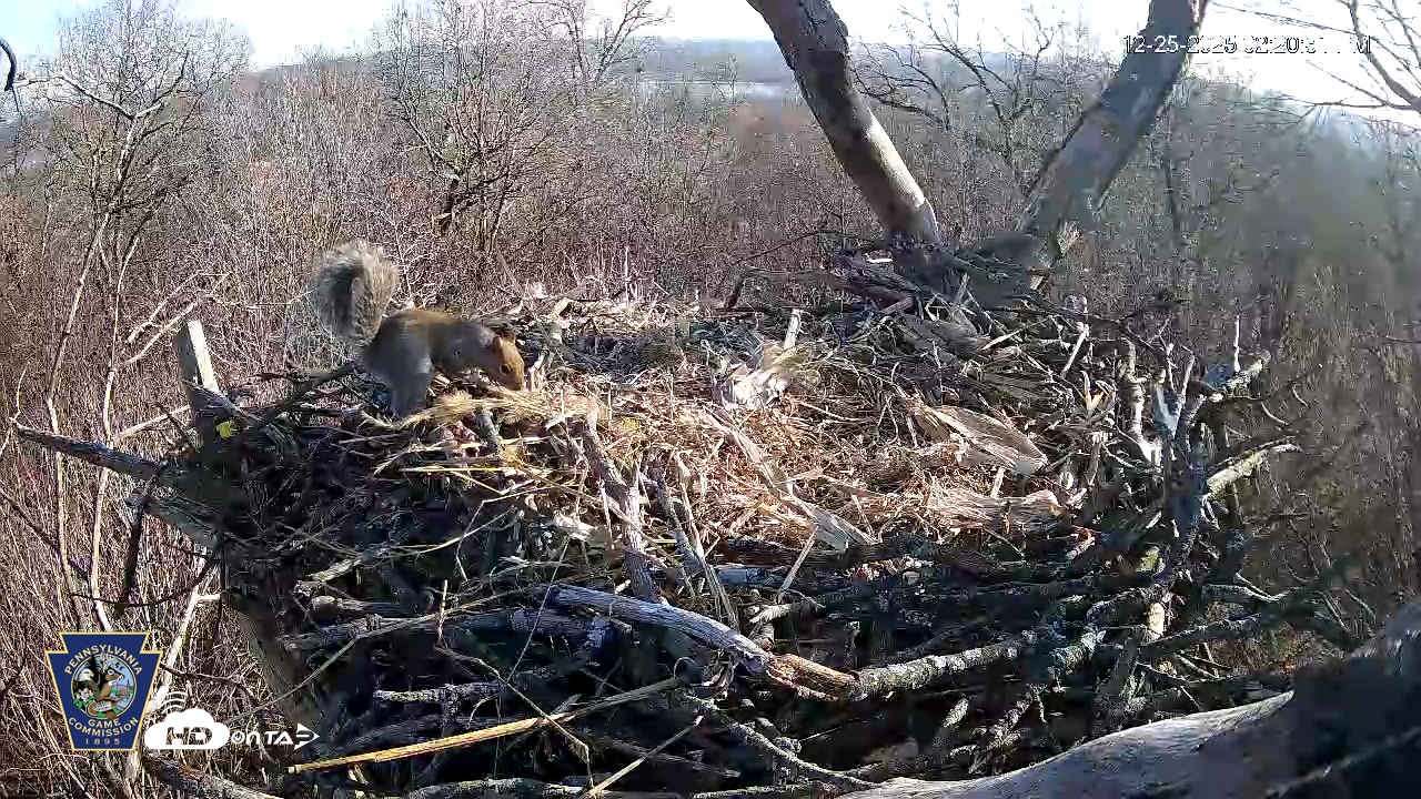 Snapshot of Hanover Eagles Live Cam taken Dec 25, 2025, 2:20pm EST