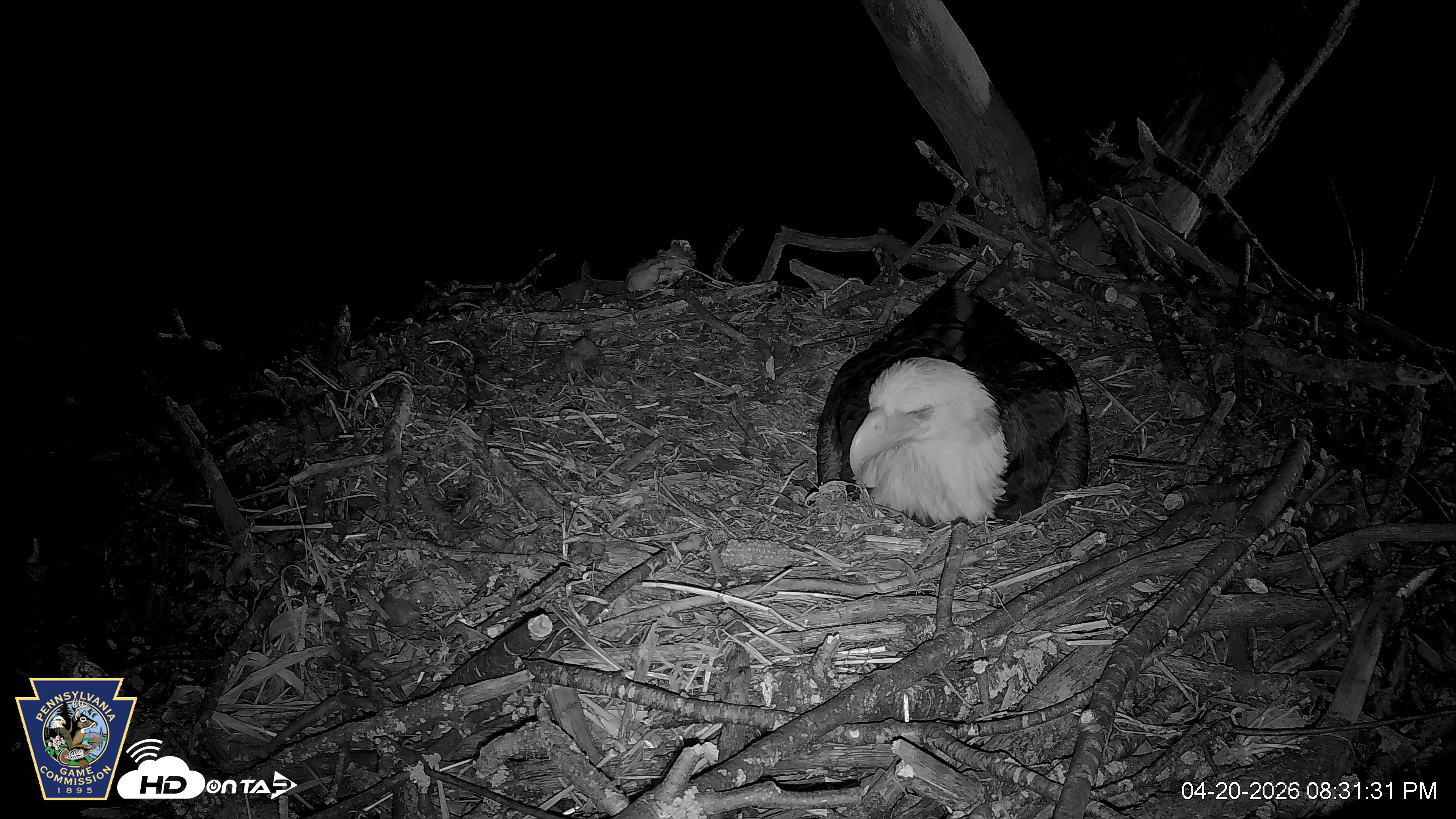 Snapshot of Hanover Eagles Live Cam taken Apr 20, 2026, 8:34pm EDT