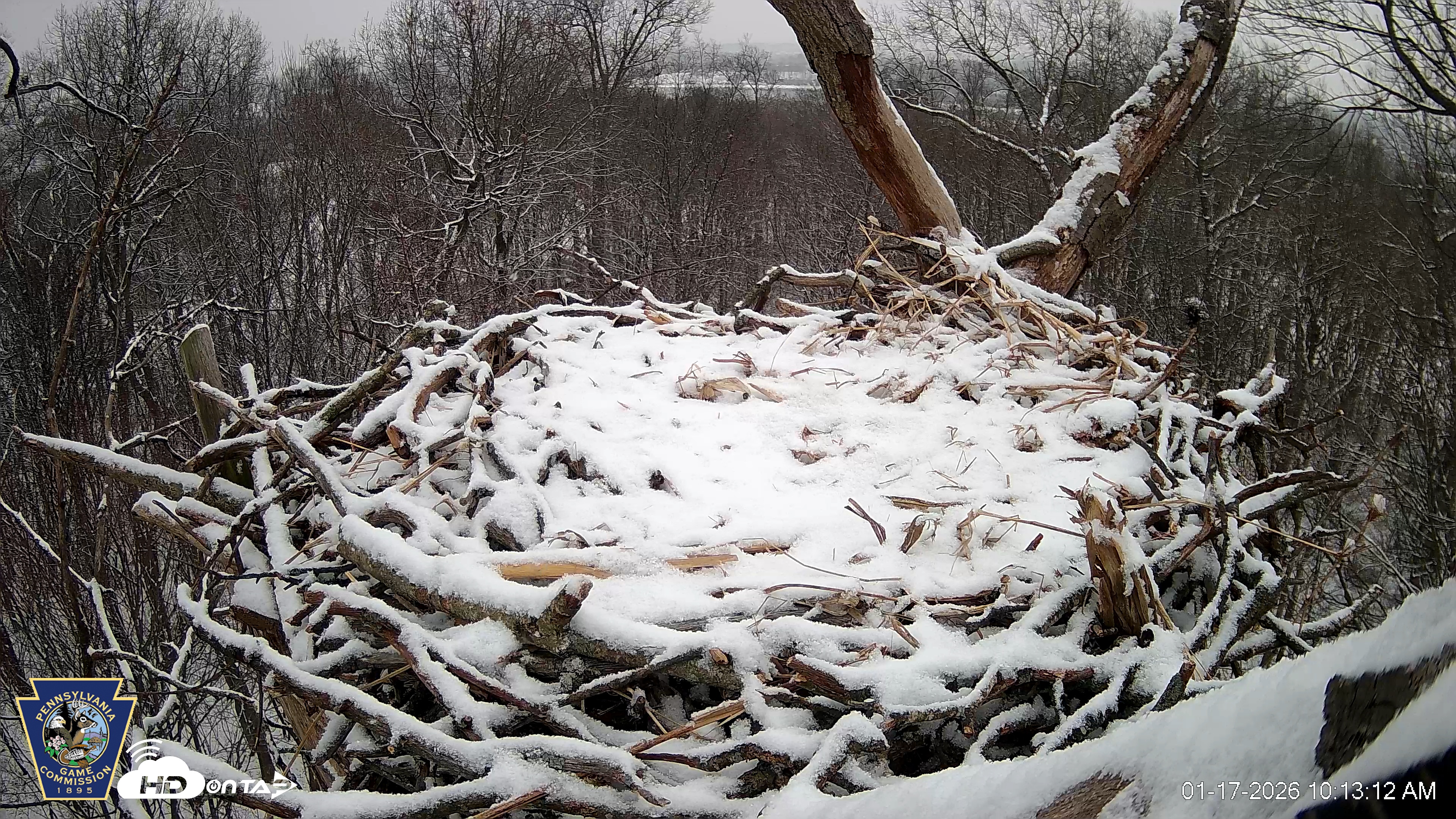 Snapshot of Hanover Eagles Live Cam taken Jan 17, 2026, 10:13am EST