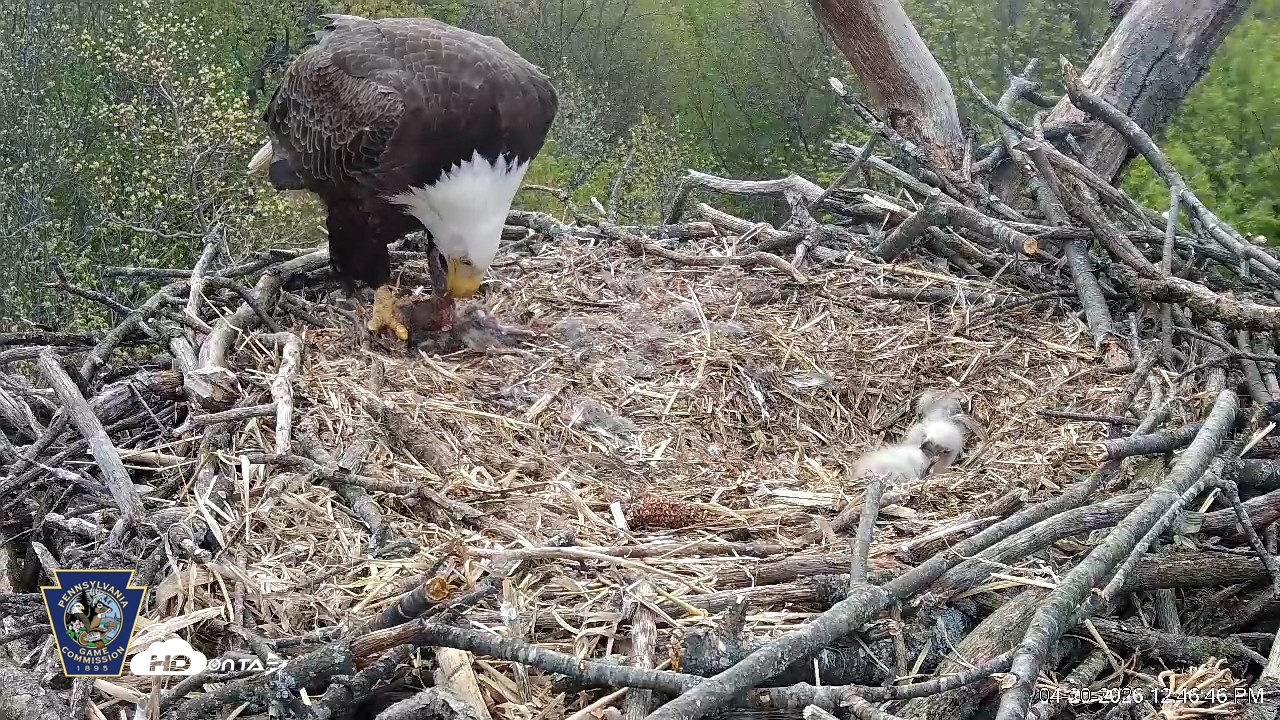 Snapshot of Hanover Eagles Live Cam taken Apr 20, 2026, 12:47pm EDT