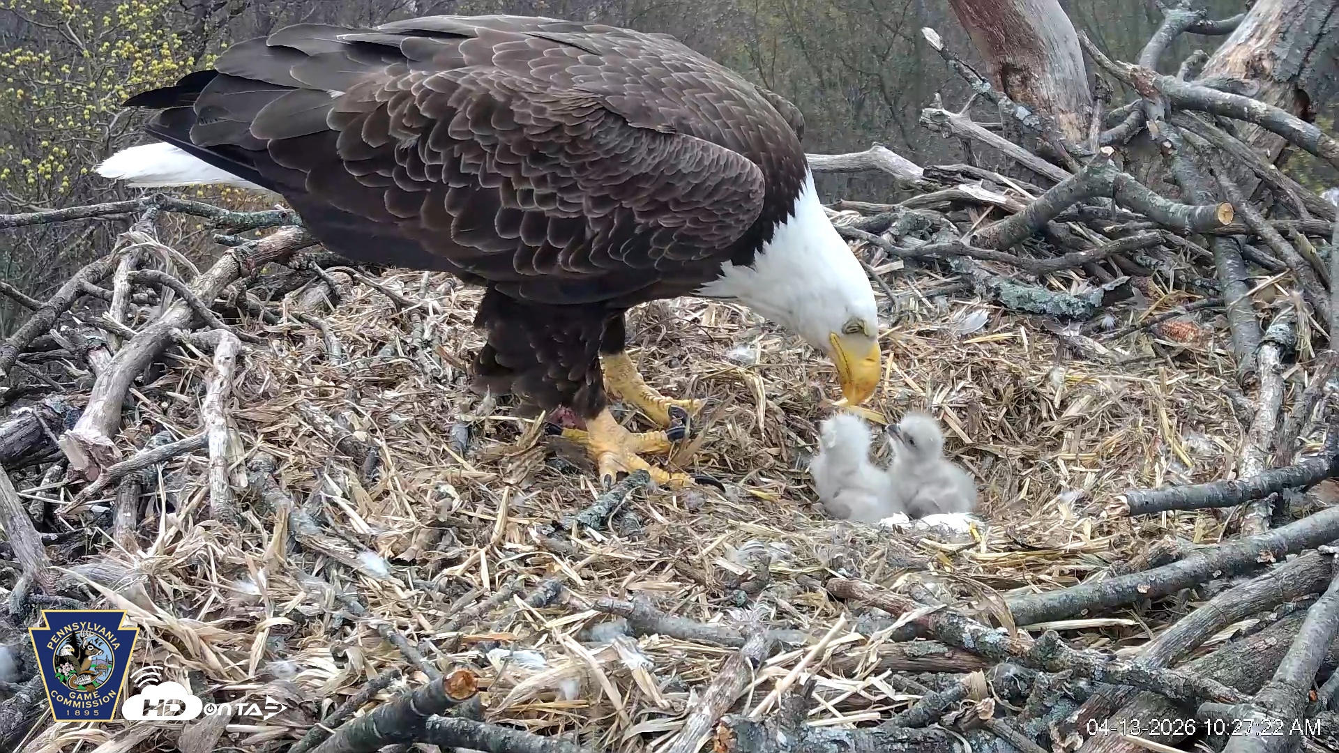 Snapshot of Hanover Eagles Live Cam taken Apr 13, 2026, 10:27am EDT