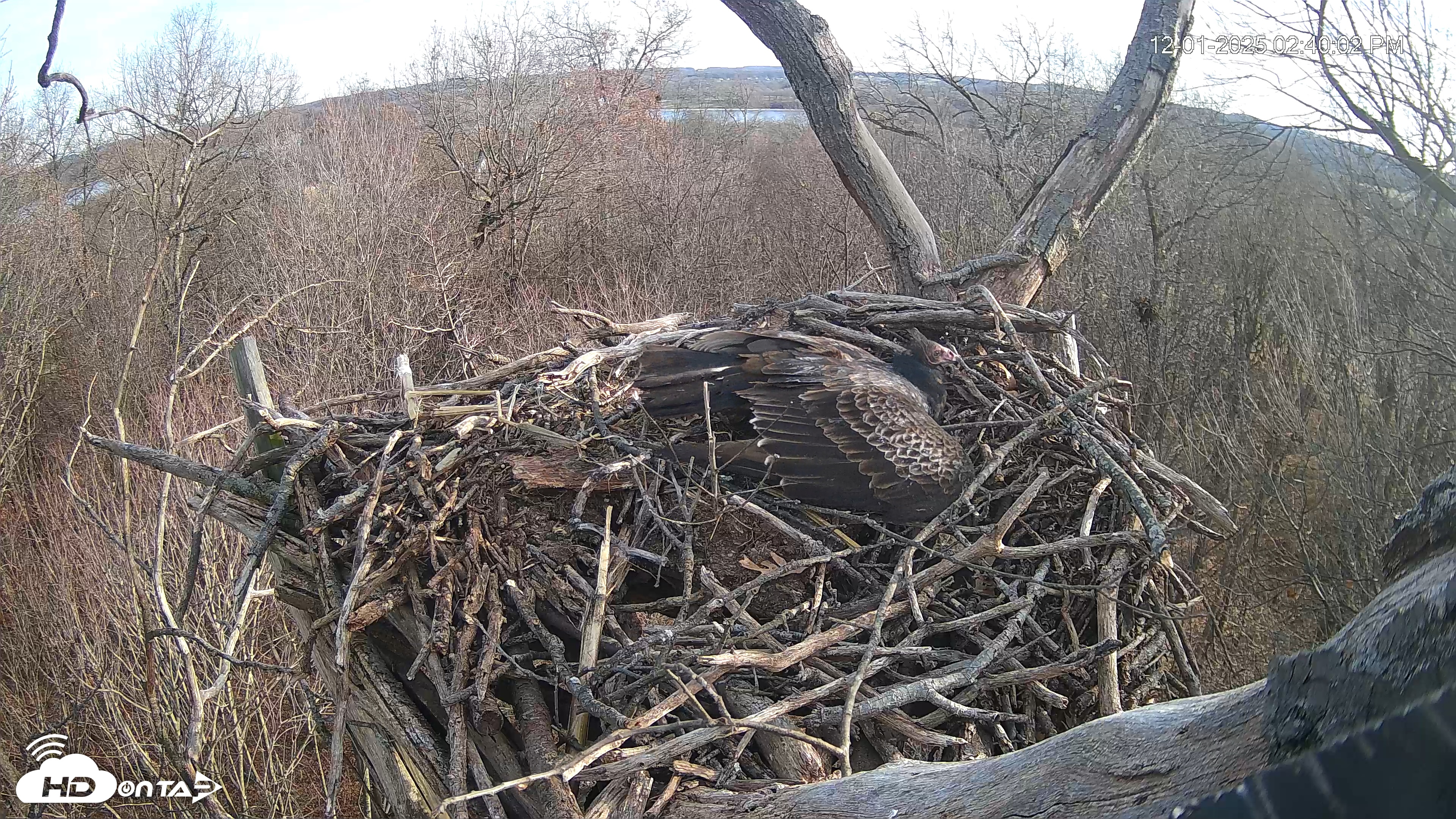 Snapshot of Hanover Eagles Live Cam taken Dec 1, 2025, 2:41pm EST