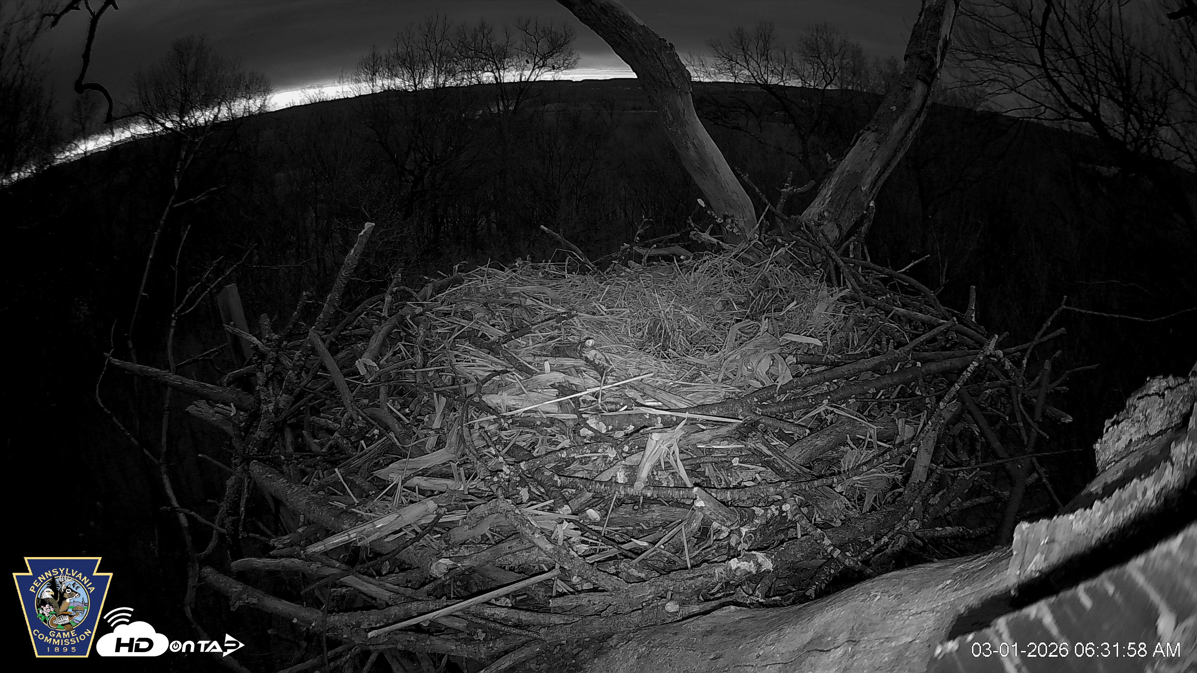 Snapshot of Hanover Eagles Live Cam taken Mar 1, 2026, 6:32am EST