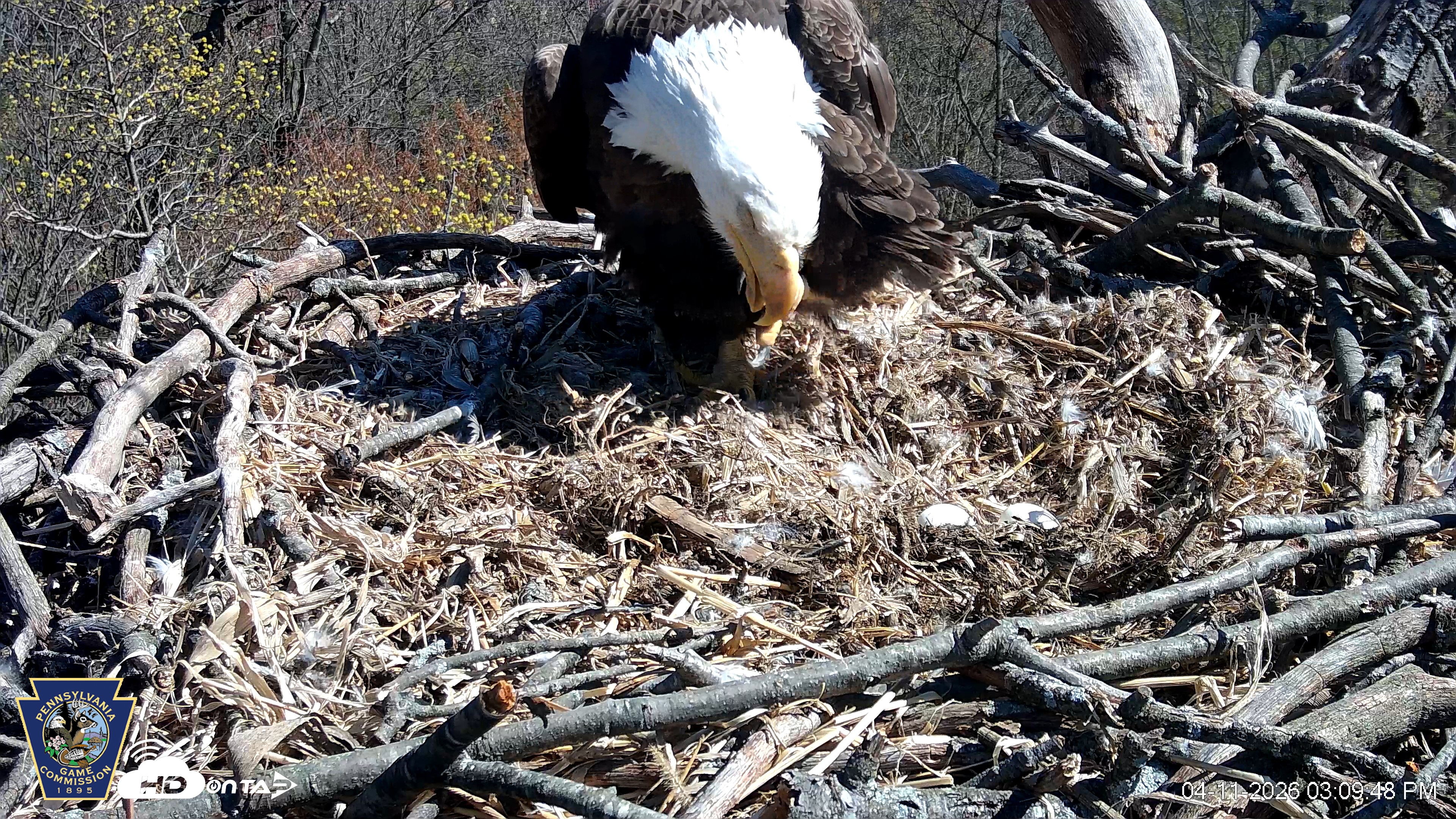 Snapshot of Hanover Eagles Live Cam taken Apr 11, 2026, 3:10pm EDT