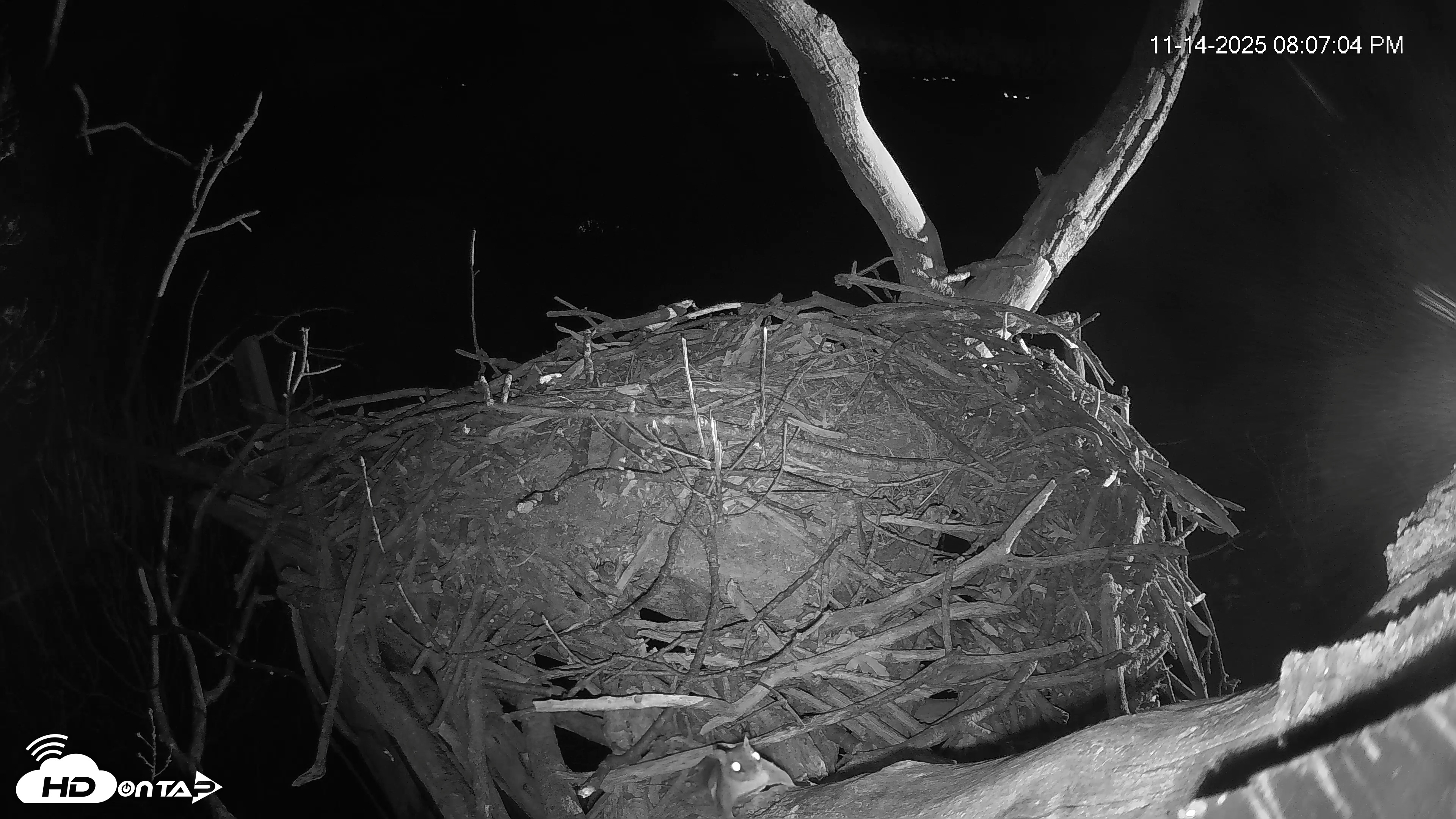 Snapshot of Hanover Eagles Live Cam taken Nov 15, 2025, 12:29am EST