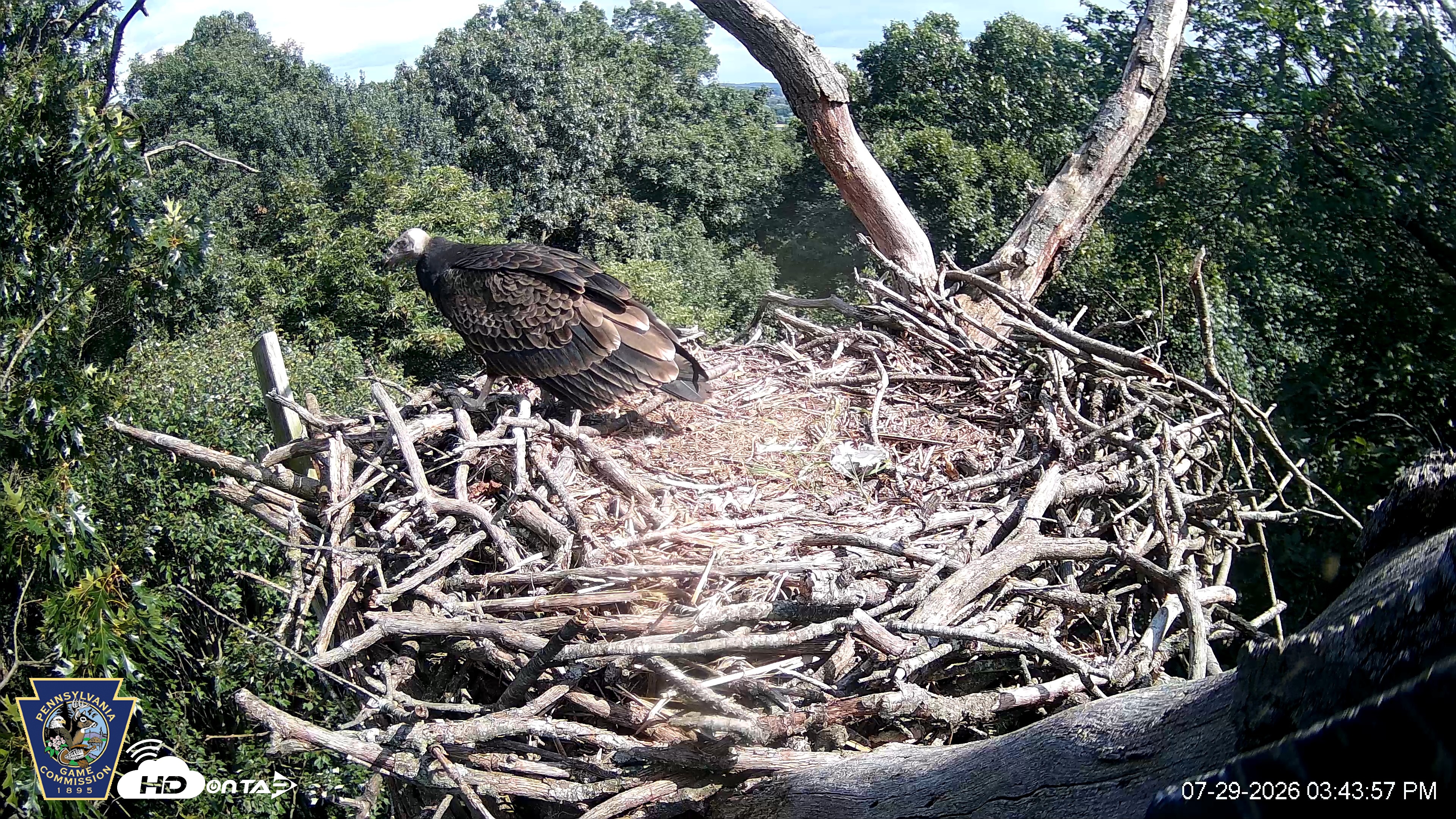 Snapshot of Hanover Eagles Live Cam taken Jul 29, 2026, 3:44pm EDT