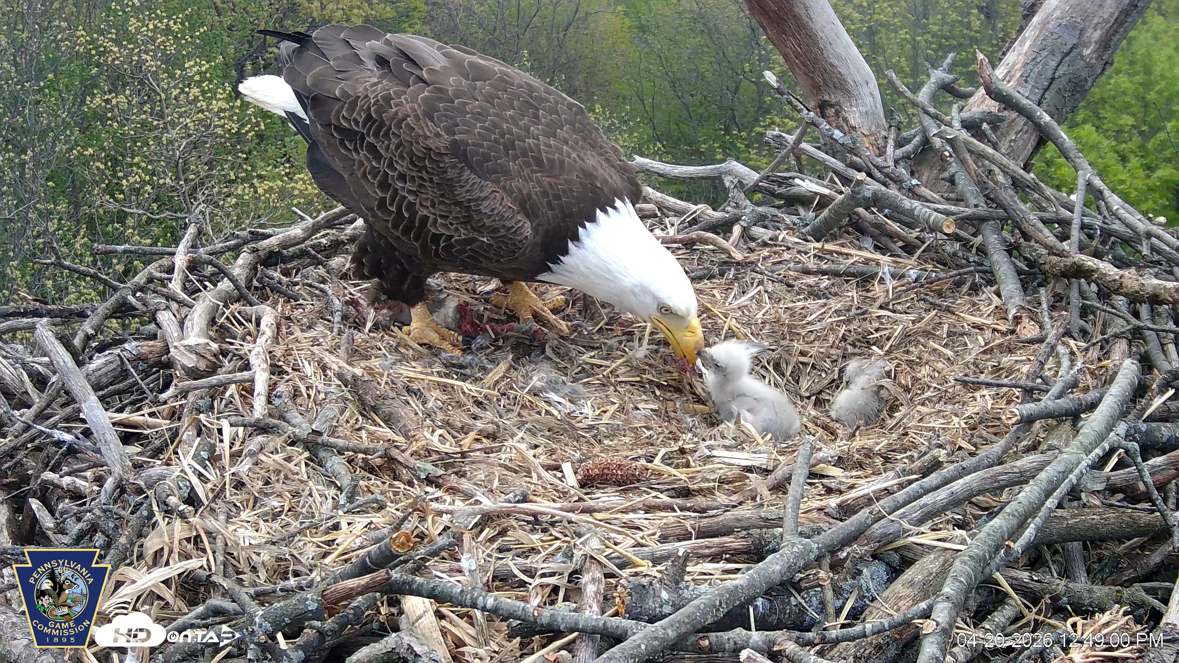 Snapshot of Hanover Eagles Live Cam taken Apr 20, 2026, 12:49pm EDT