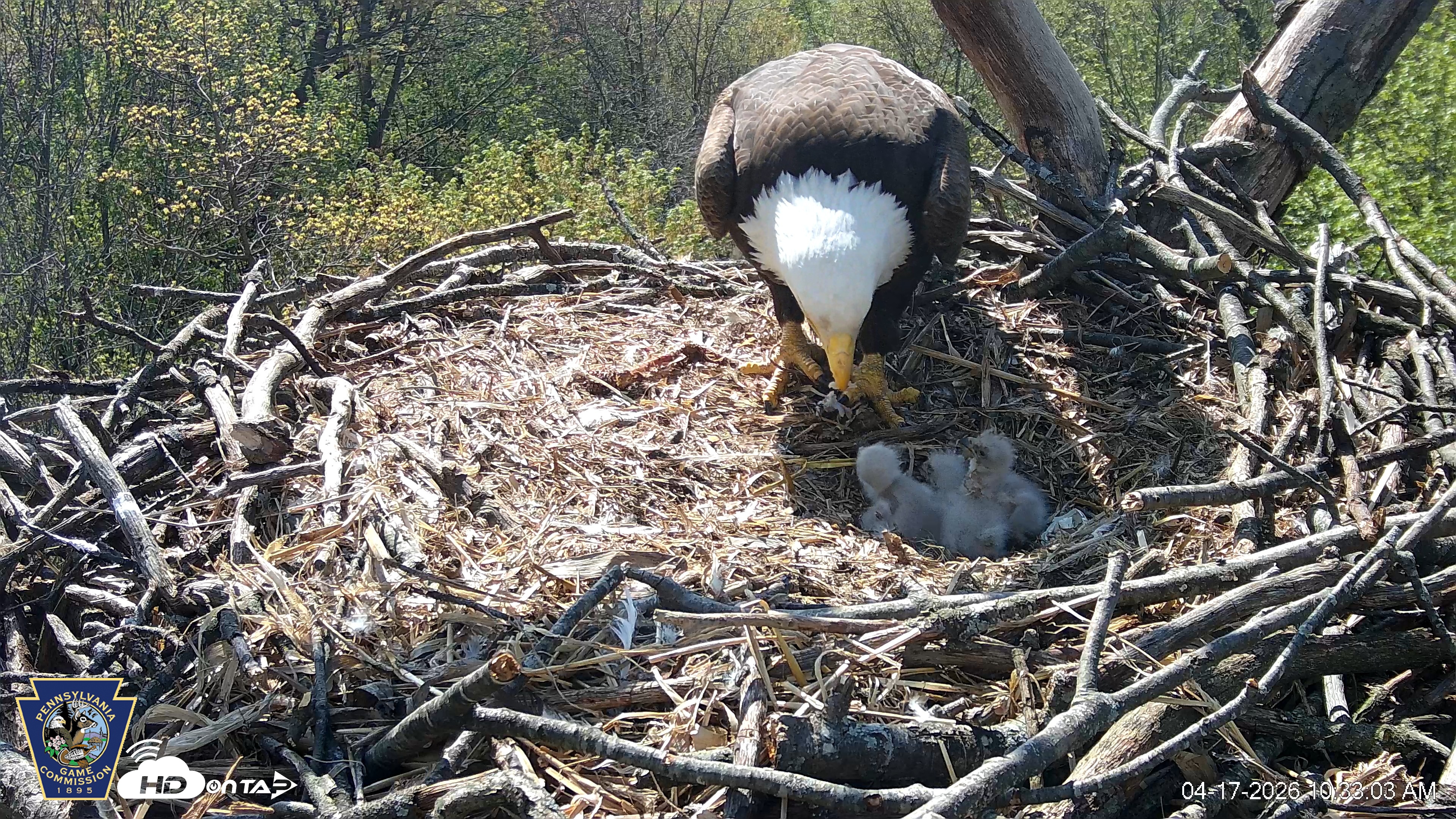 Snapshot of Hanover Eagles Live Cam taken Apr 17, 2026, 10:33am EDT