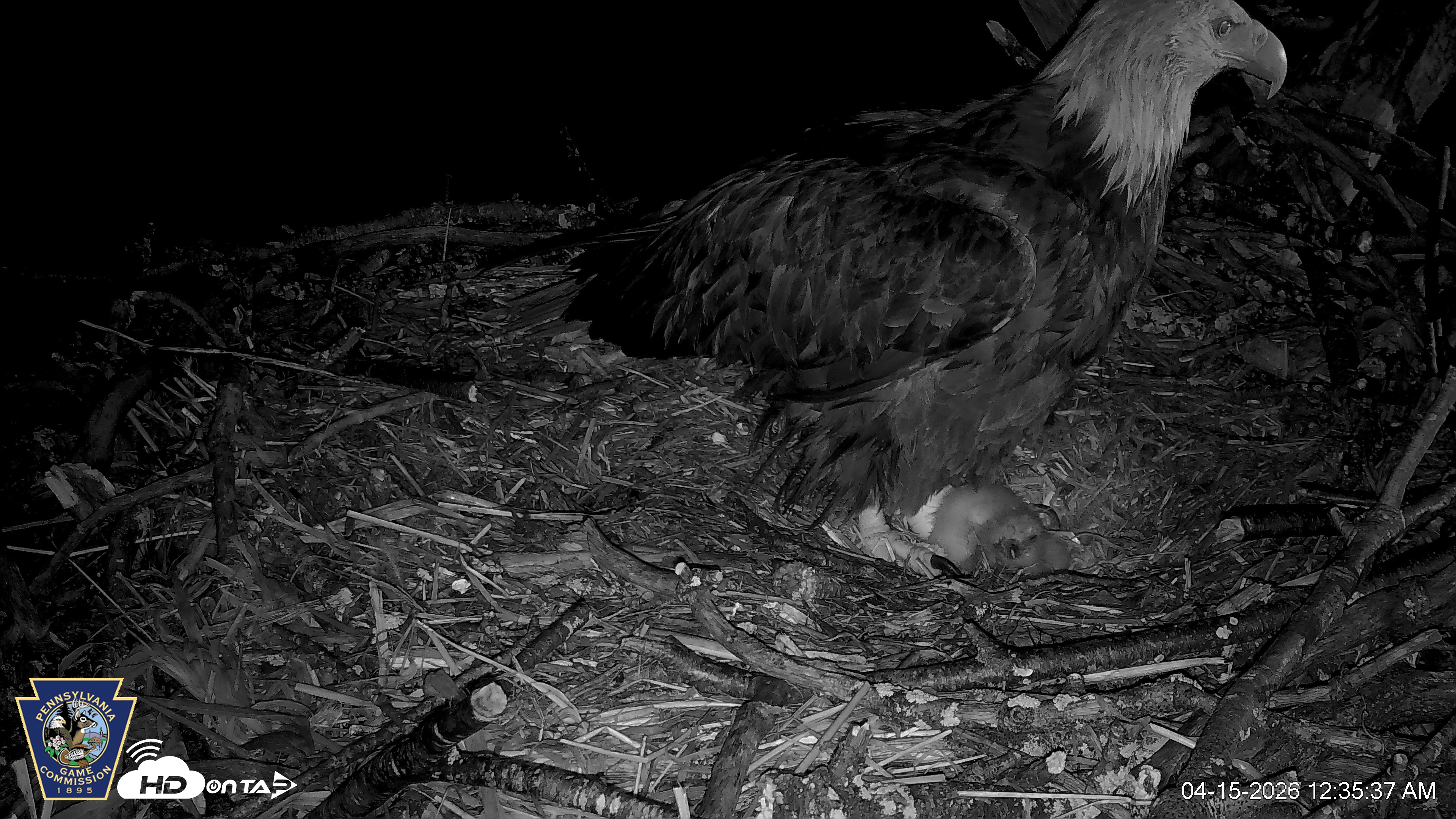 Snapshot of Hanover Eagles Live Cam taken Apr 15, 2026, 12:35am EDT