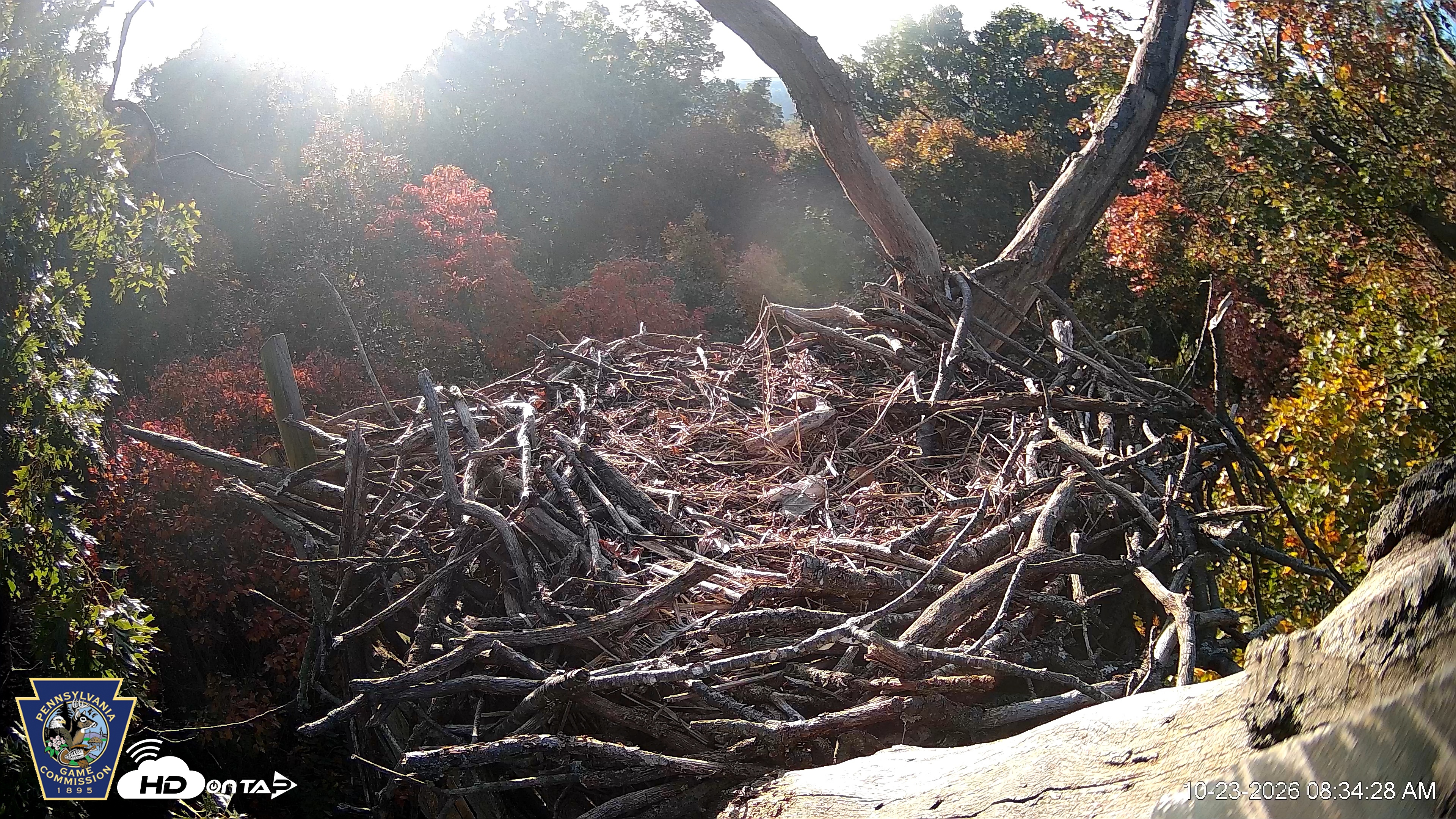 Snapshot of Hanover Eagles Live Cam taken Oct 23, 2026, 8:34am EDT