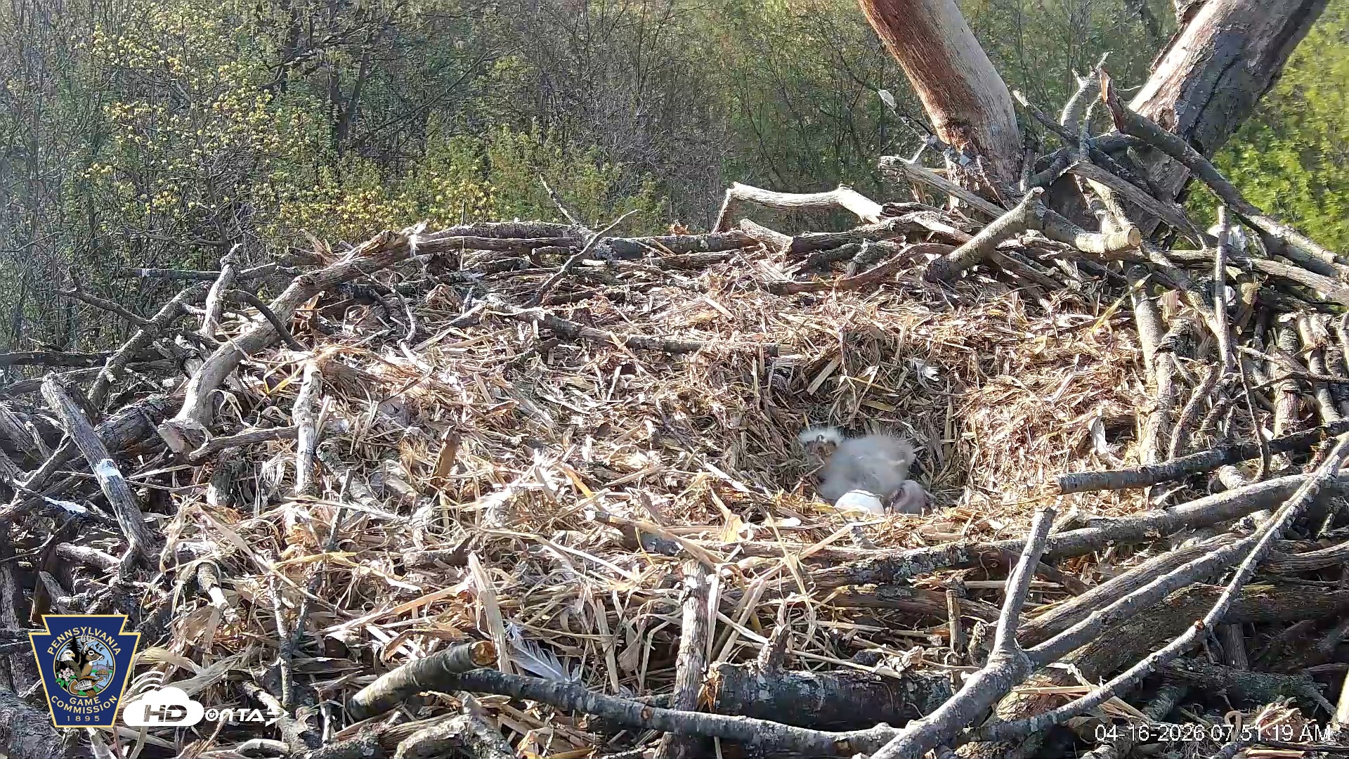 Snapshot of Hanover Eagles Live Cam taken Apr 16, 2026, 7:51am EDT
