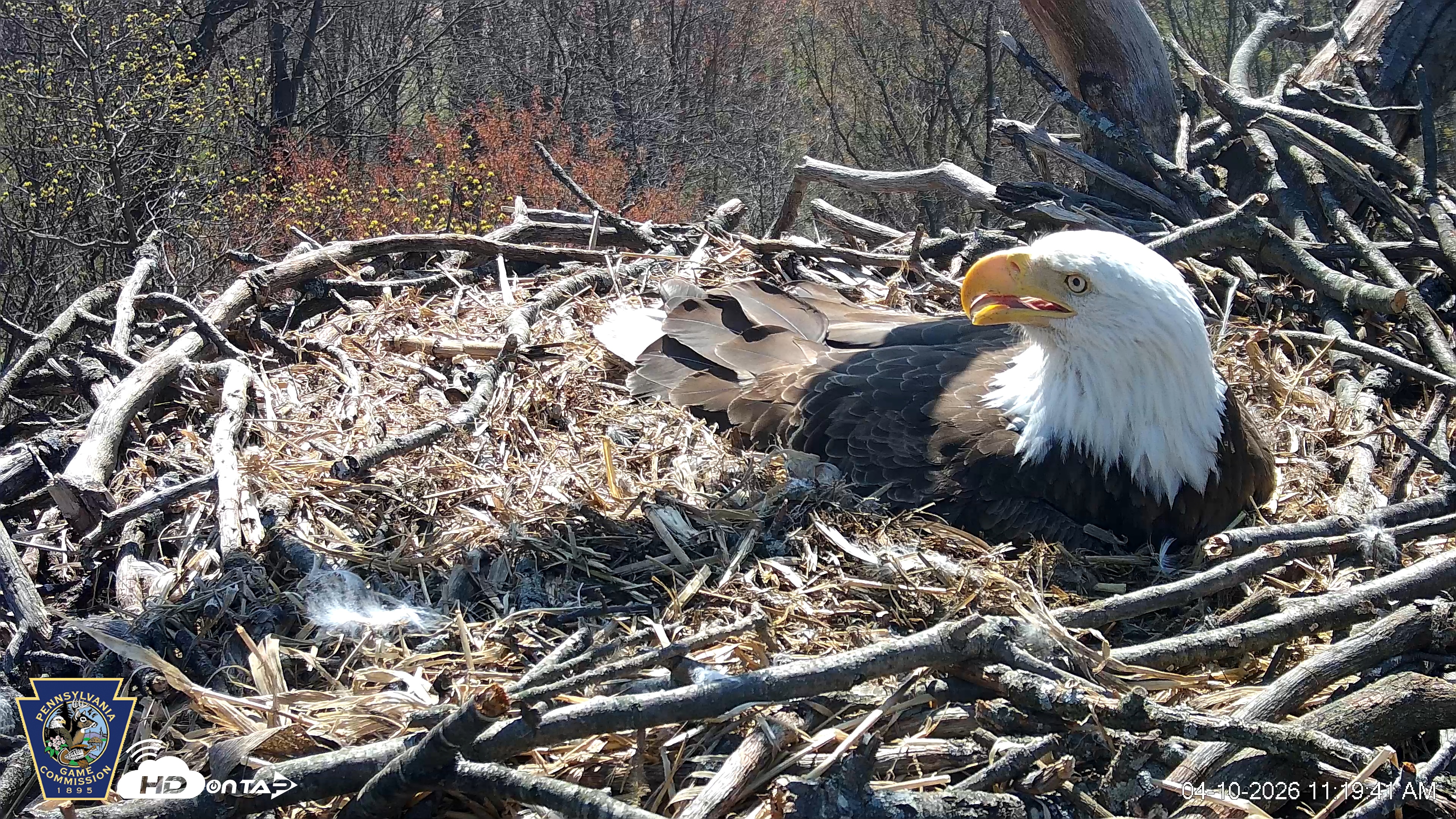 Snapshot of Hanover Eagles Live Cam taken Apr 10, 2026, 11:20am EDT