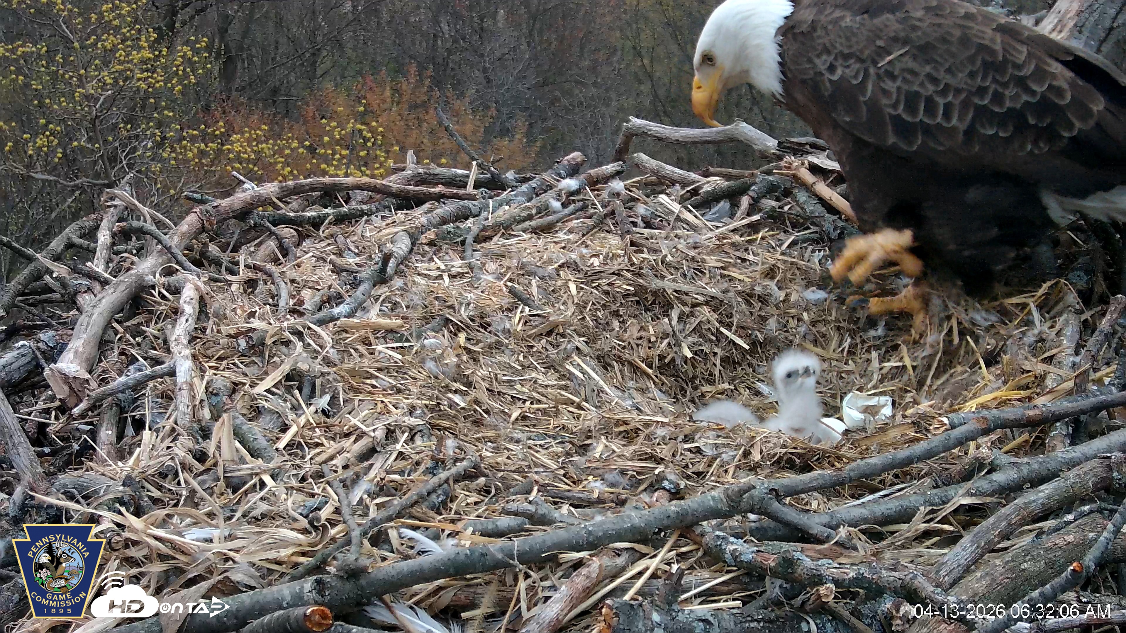 Snapshot of Hanover Eagles Live Cam taken Apr 13, 2026, 6:32am EDT