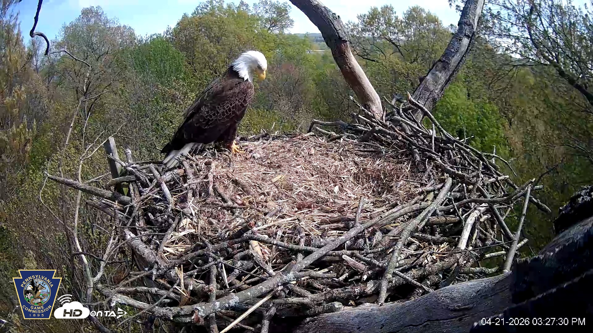 Snapshot of Hanover Eagles Live Cam taken Apr 21, 2026, 3:28pm EDT