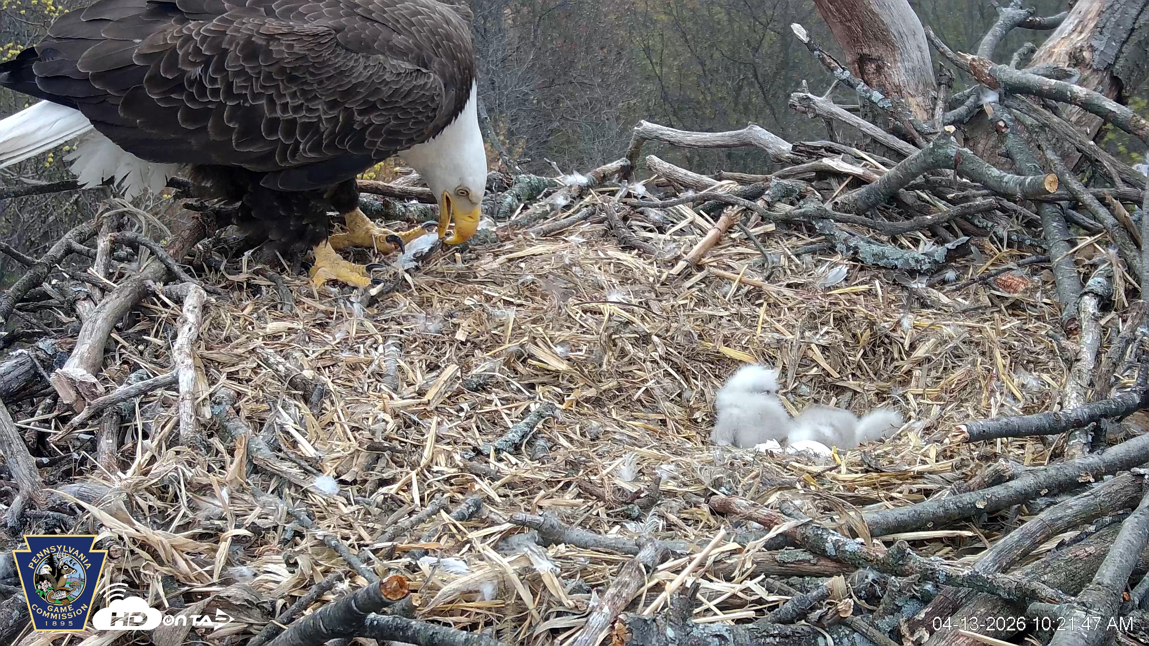 Snapshot of Hanover Eagles Live Cam taken Apr 13, 2026, 10:22am EDT