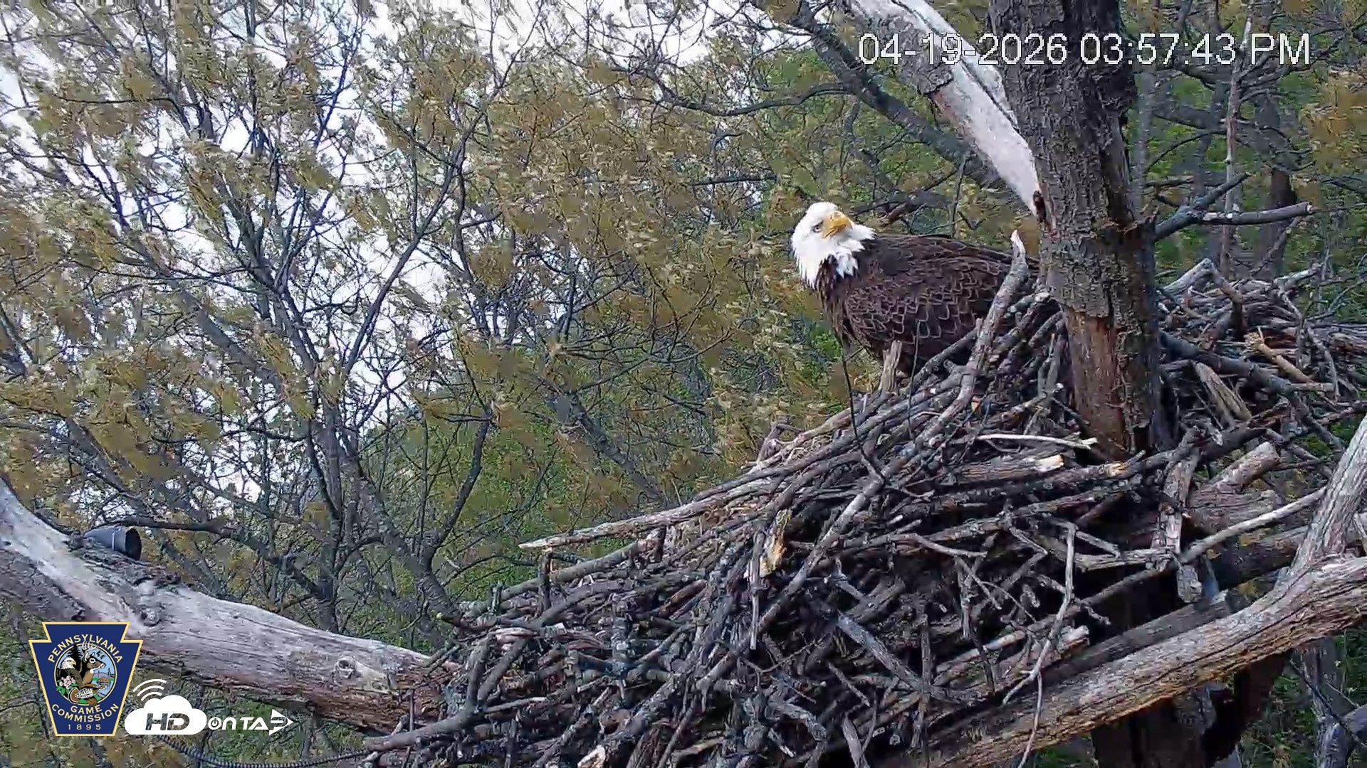 Snapshot of Hanover Eagles Live Cam taken Apr 19, 2026, 3:58pm EDT
