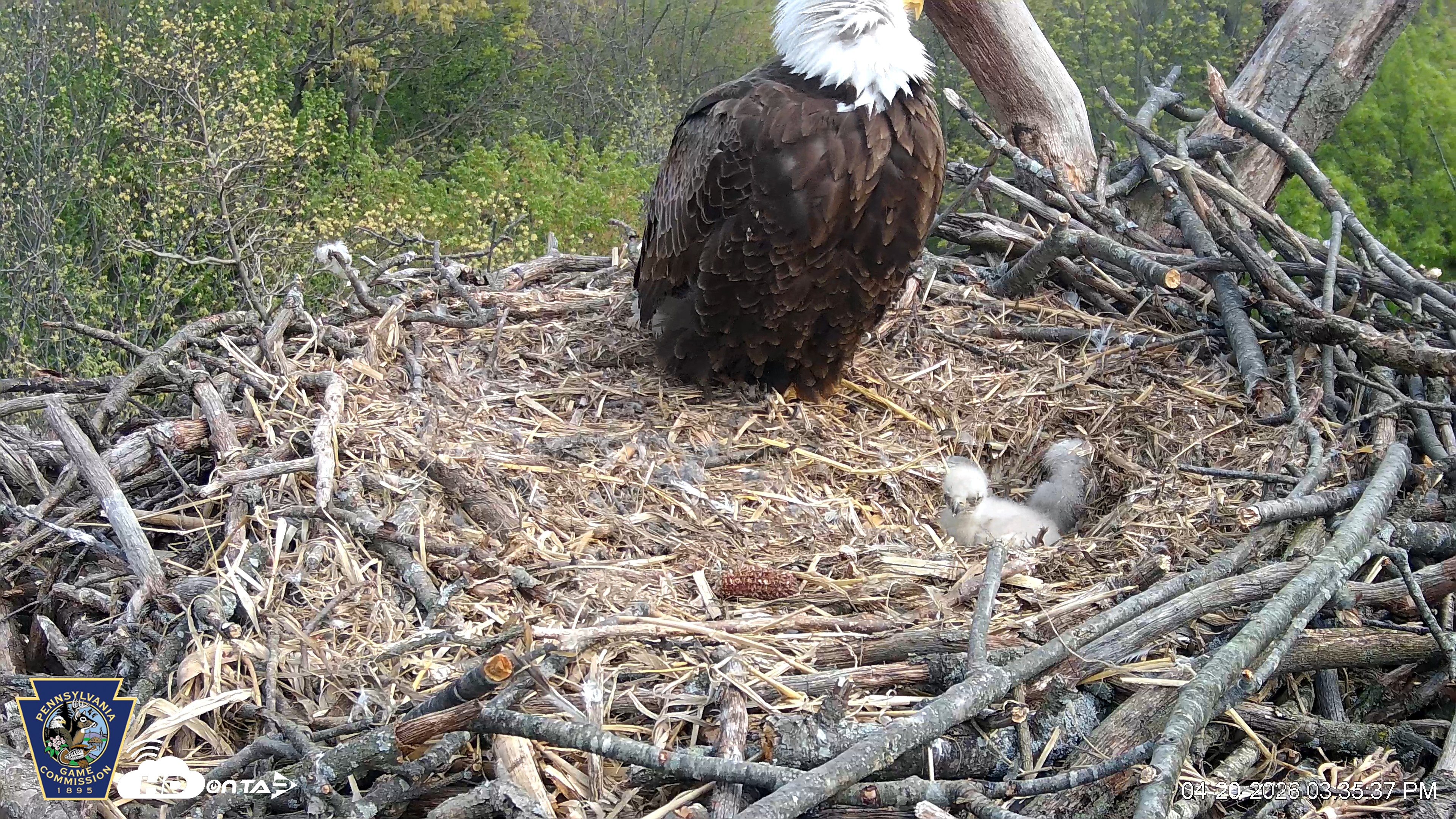 Snapshot of Hanover Eagles Live Cam taken Apr 20, 2026, 3:35pm EDT