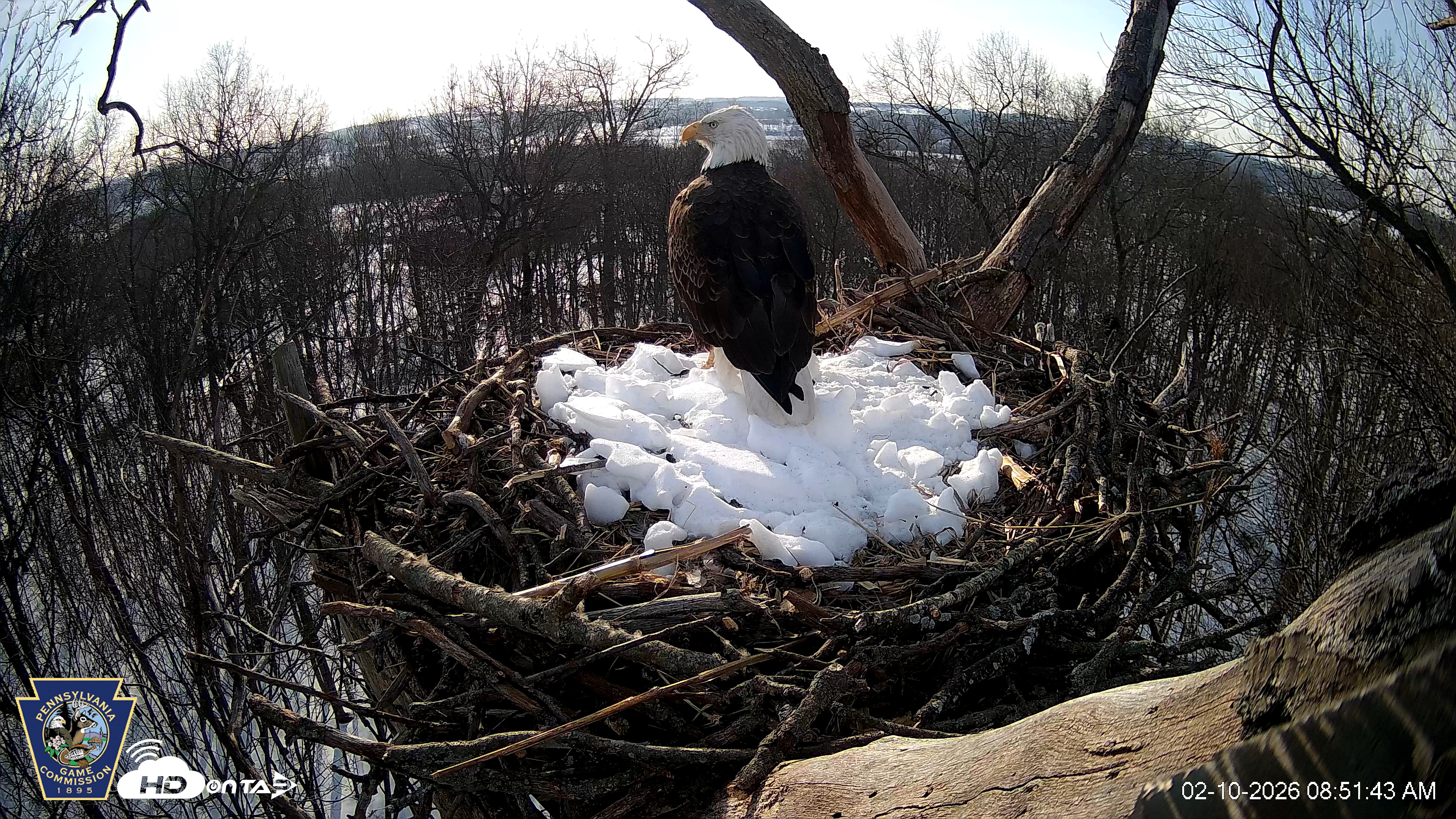 Snapshot of Hanover Eagles Live Cam taken Feb 10, 2026, 8:52am EST