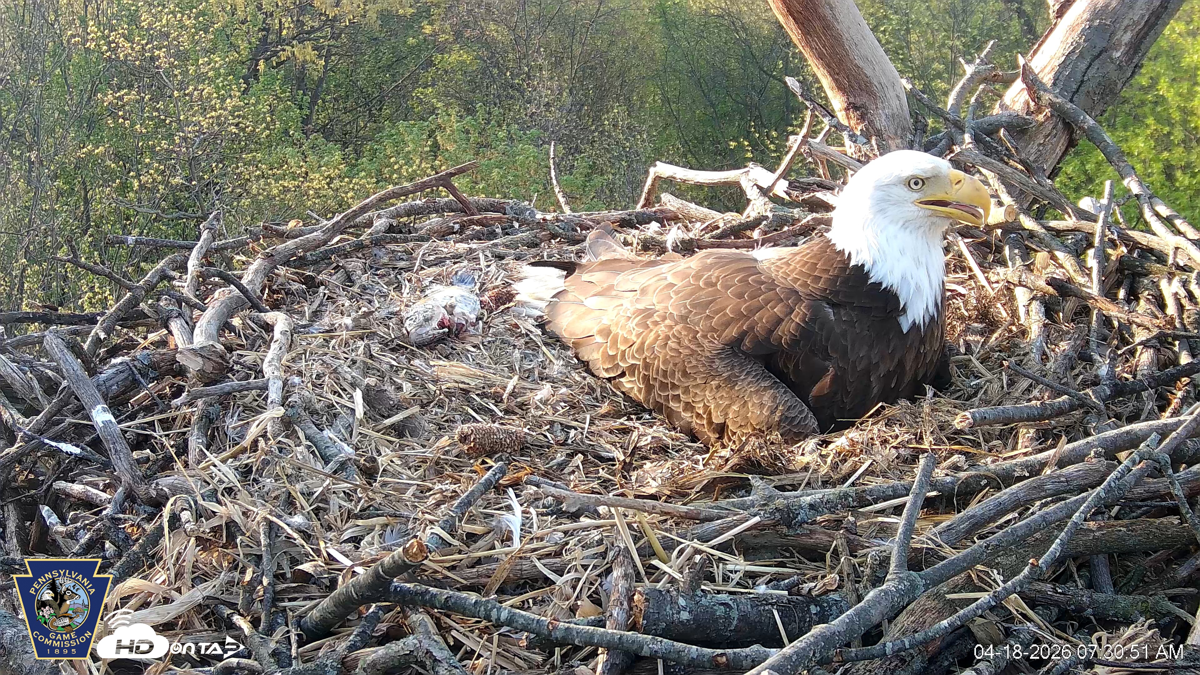 Snapshot of Hanover Eagles Live Cam taken Apr 18, 2026, 7:31am EDT