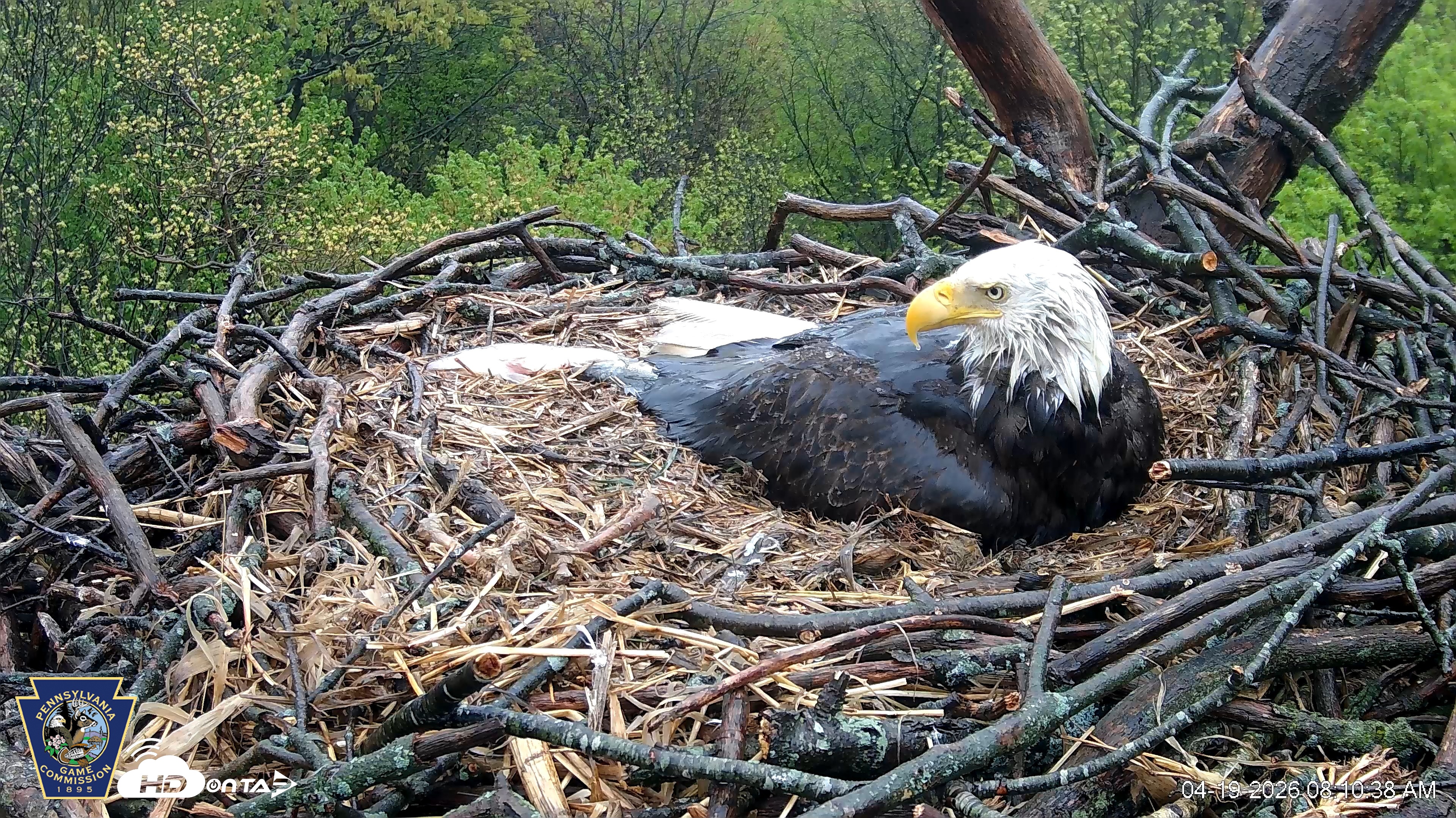 Snapshot of Hanover Eagles Live Cam taken Apr 19, 2026, 8:11am EDT