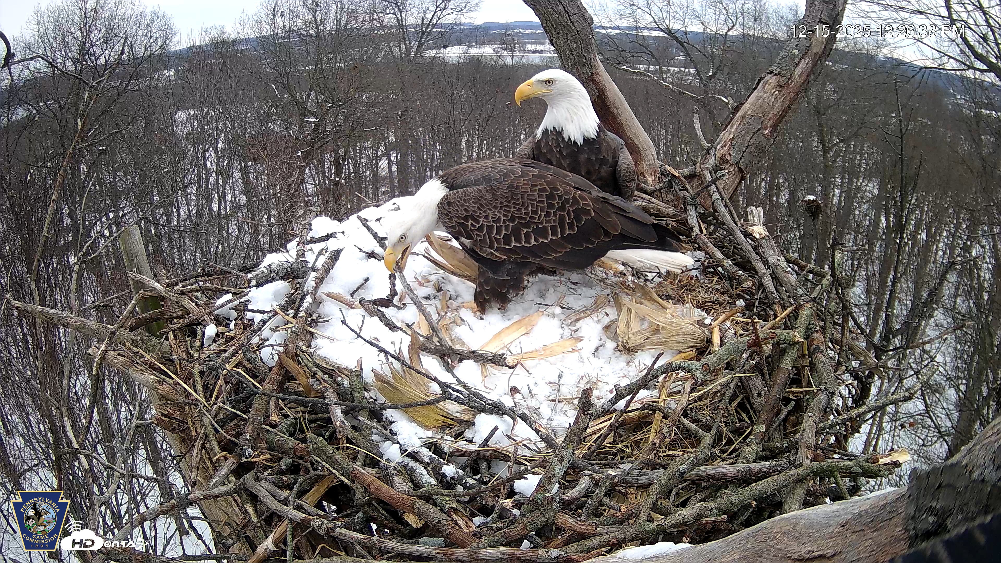 Snapshot of Hanover Eagles Live Cam taken Dec 15, 2025, 12:26pm EST