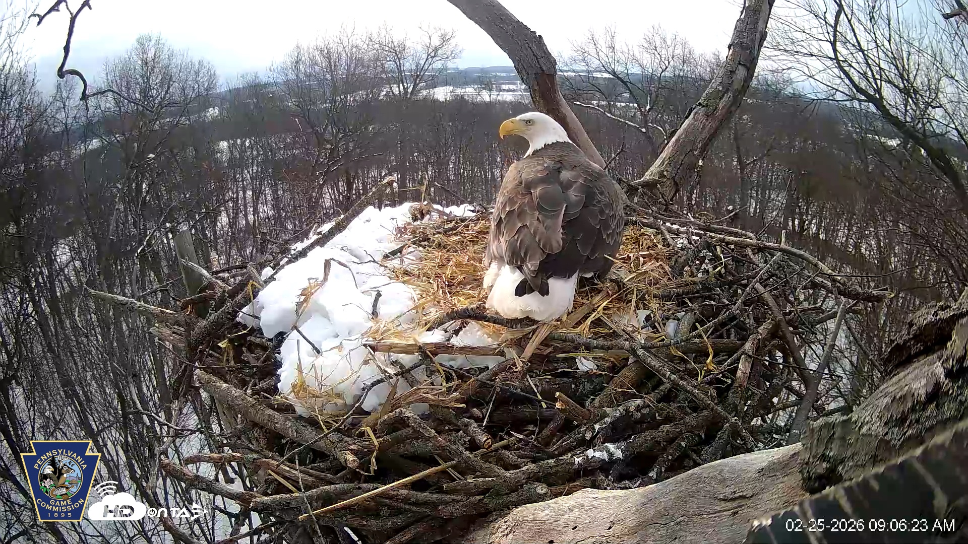 Snapshot of Hanover Eagles Live Cam taken Feb 25, 2026, 9:08am EST