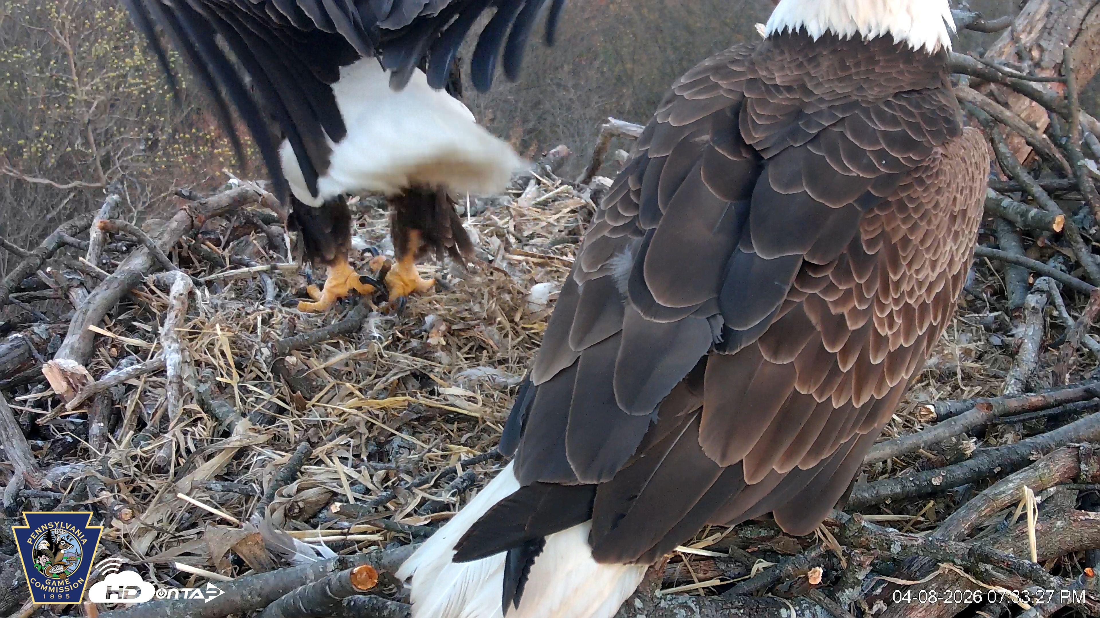 Snapshot of Hanover Eagles Live Cam taken Apr 8, 2026, 7:34pm EDT