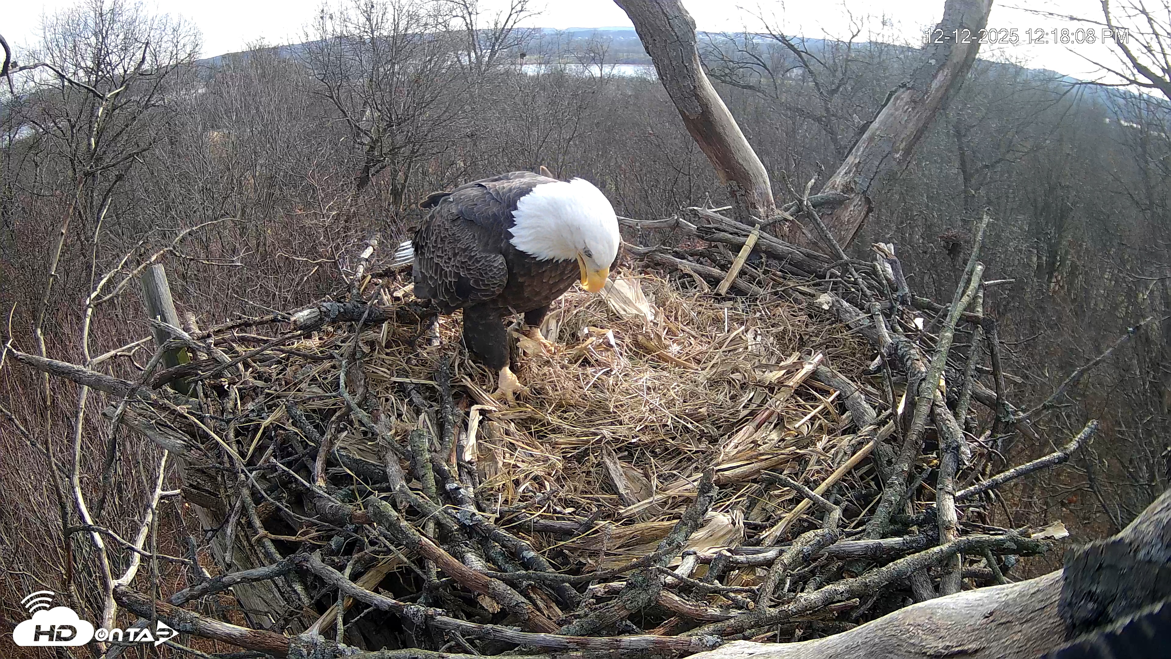 Snapshot of Hanover Eagles Live Cam taken Dec 12, 2025, 12:18pm EST