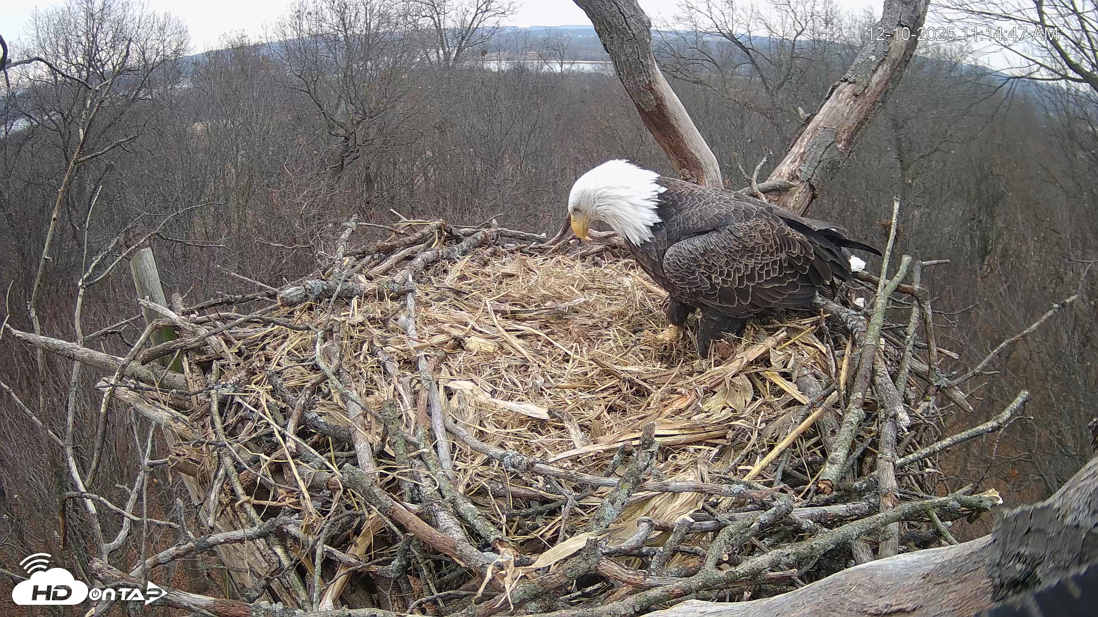 Snapshot of Hanover Eagles Live Cam taken Dec 10, 2025, 11:15am EST
