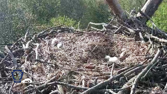 Snapshot of Hanover Eagles Live Cam taken Apr 20, 2026, 8:56am EDT