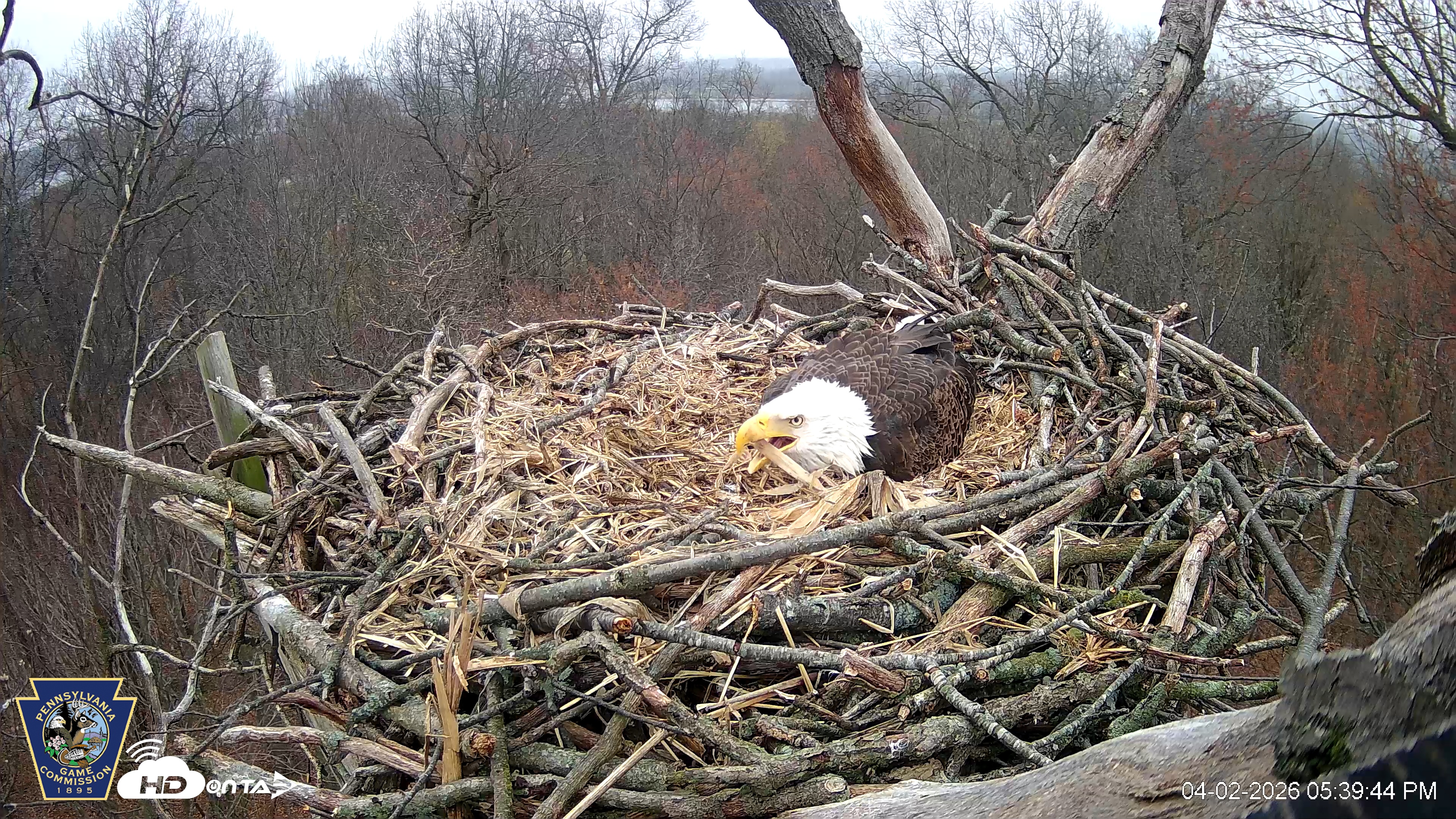 Snapshot of Hanover Eagles Live Cam taken Apr 2, 2026, 5:40pm EDT
